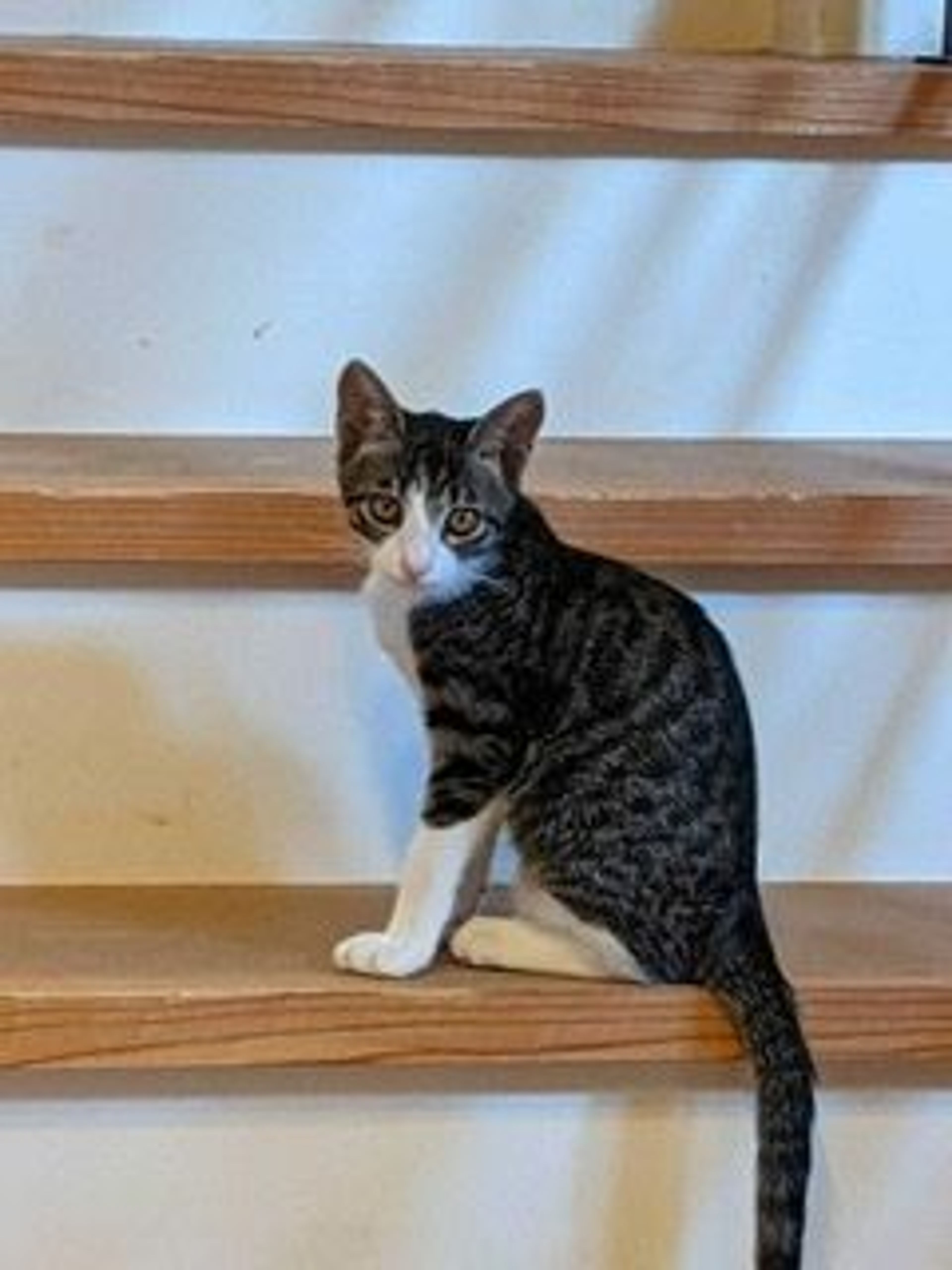 雑種（ミックス猫）・オスの里親募集の写真