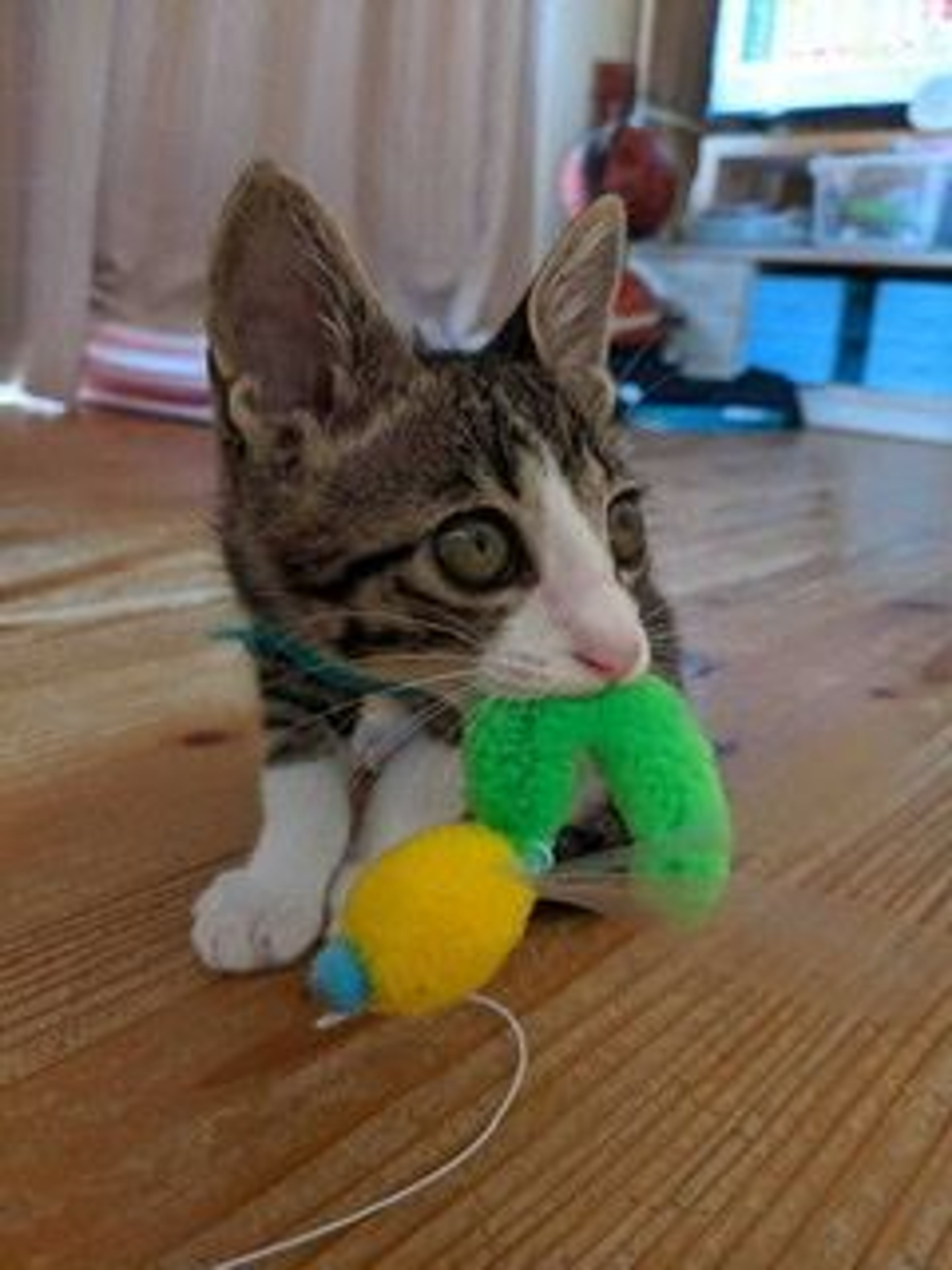 pet-image-2