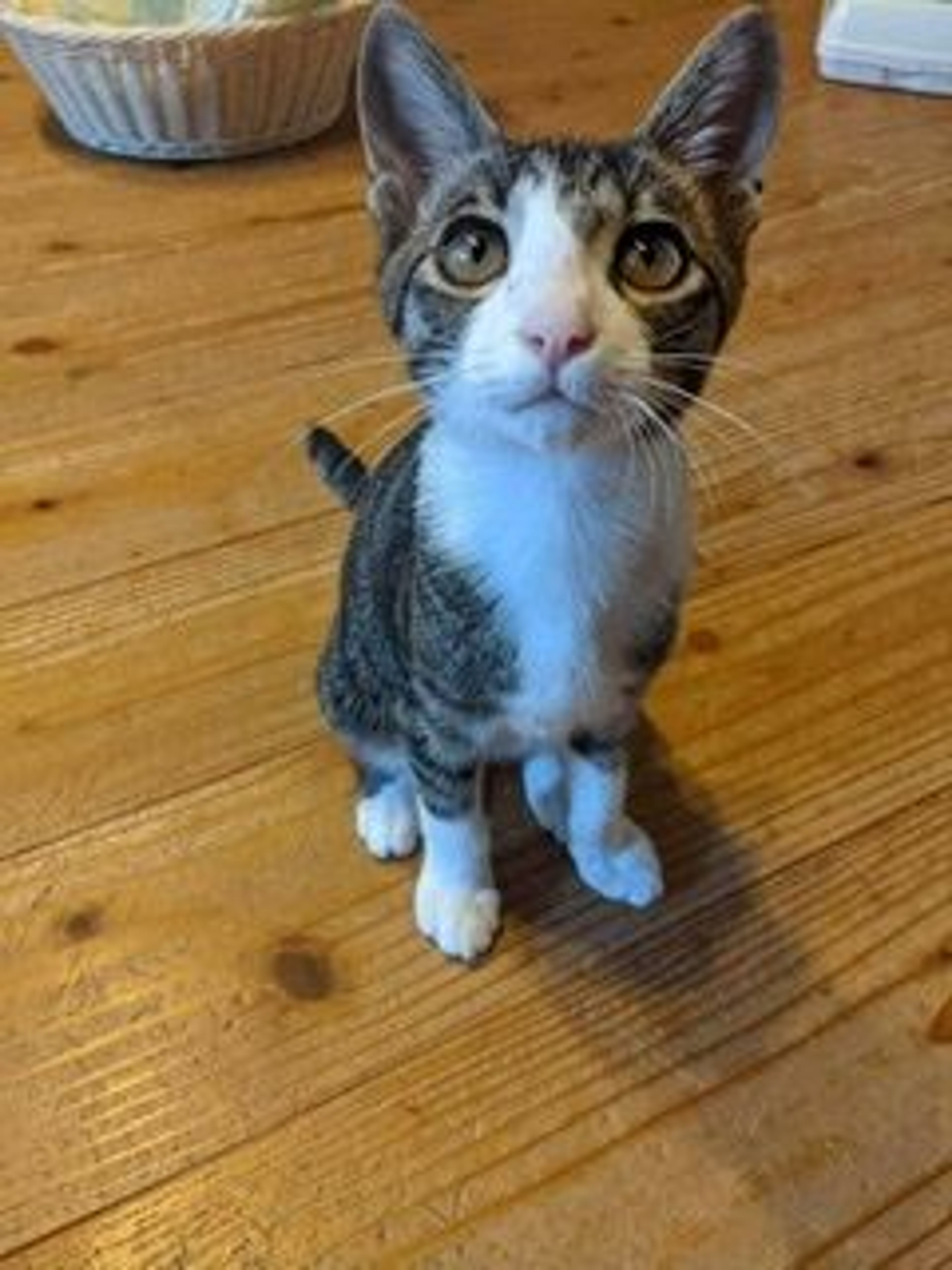 pet-image-3