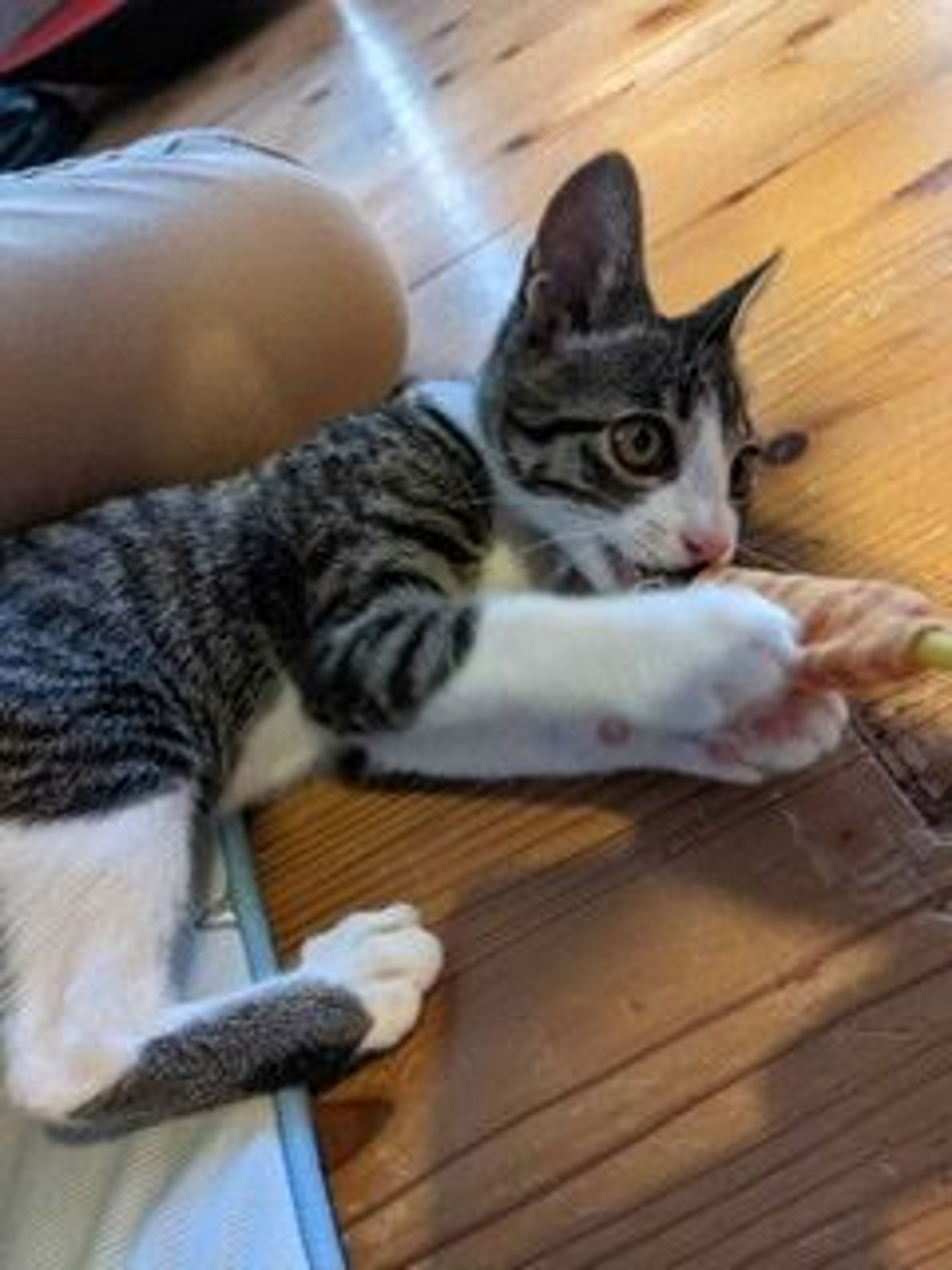 pet-image-4