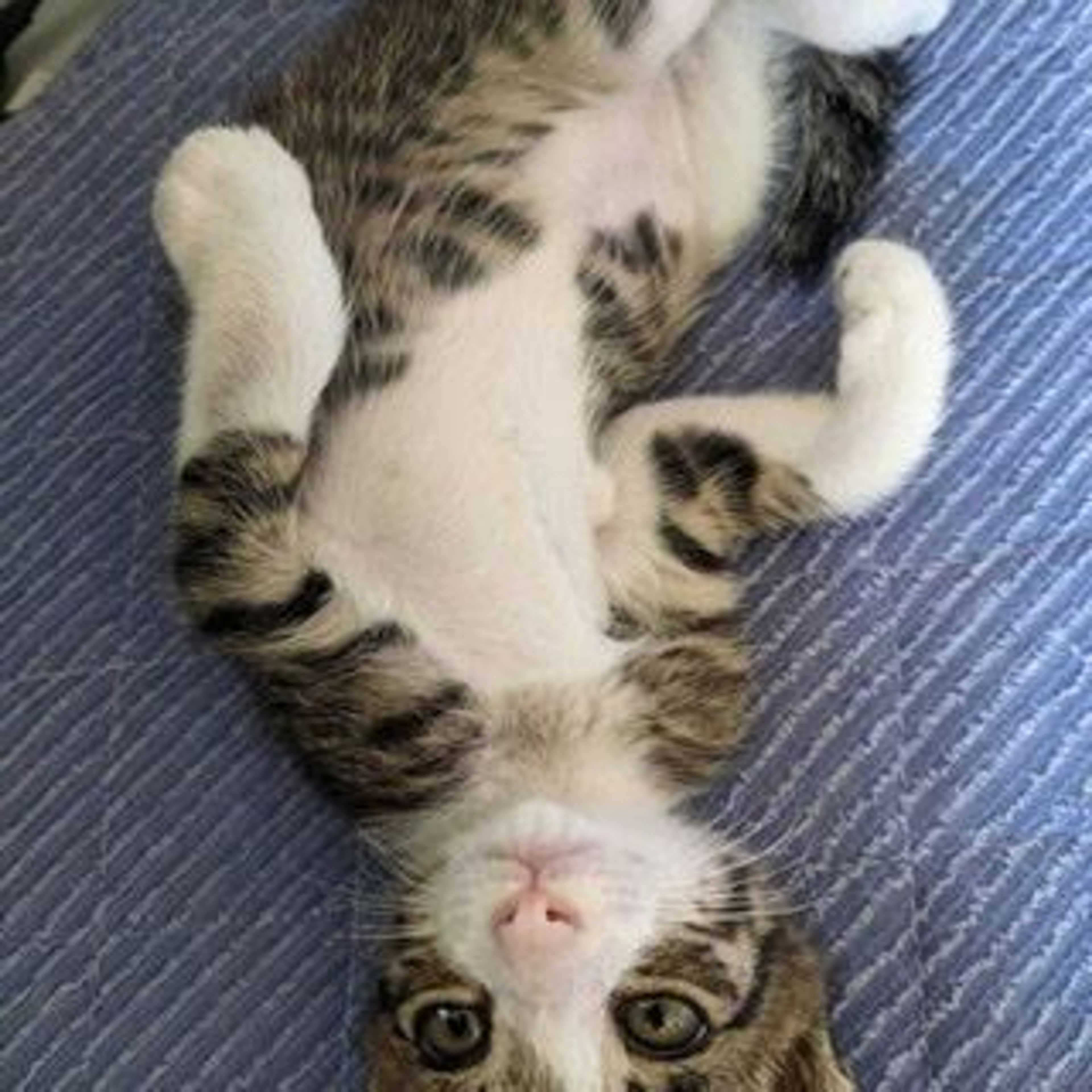 pet-image-5