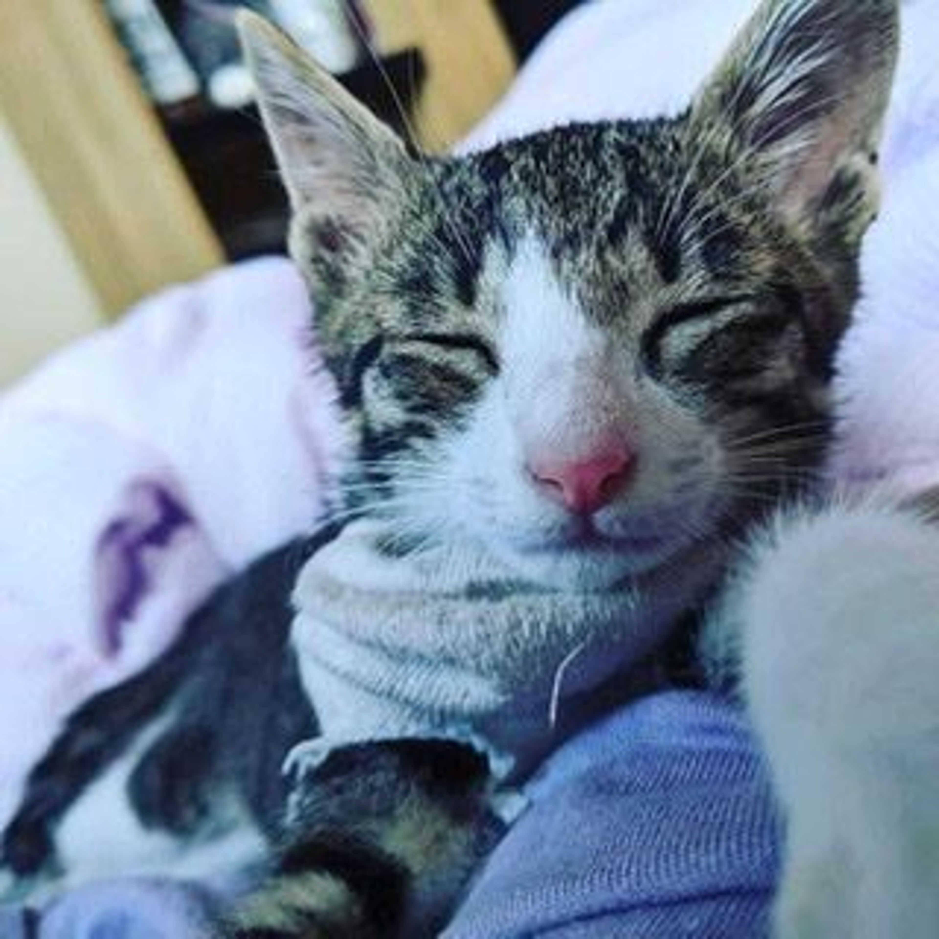 pet-image-6