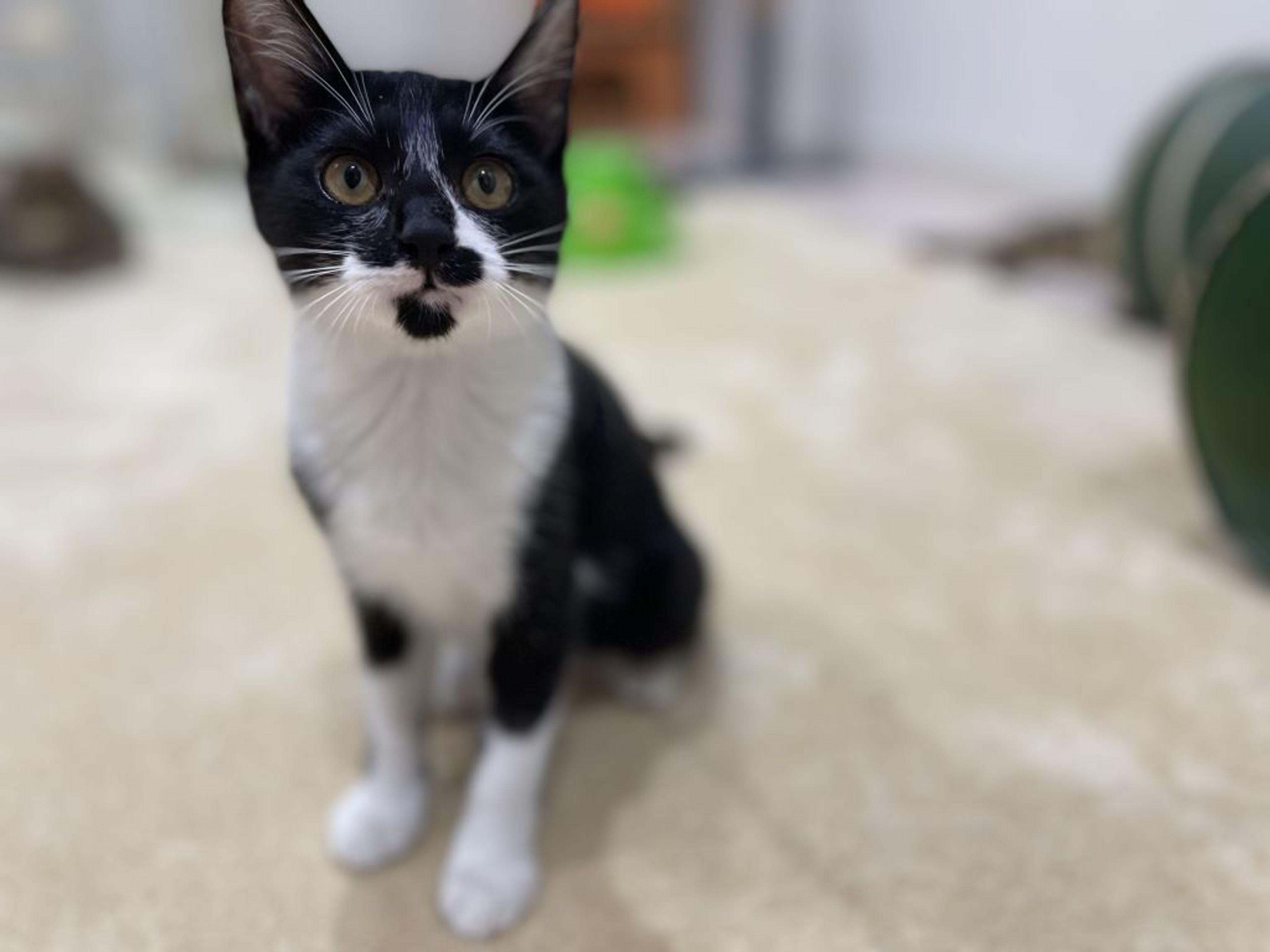 pet-image-3