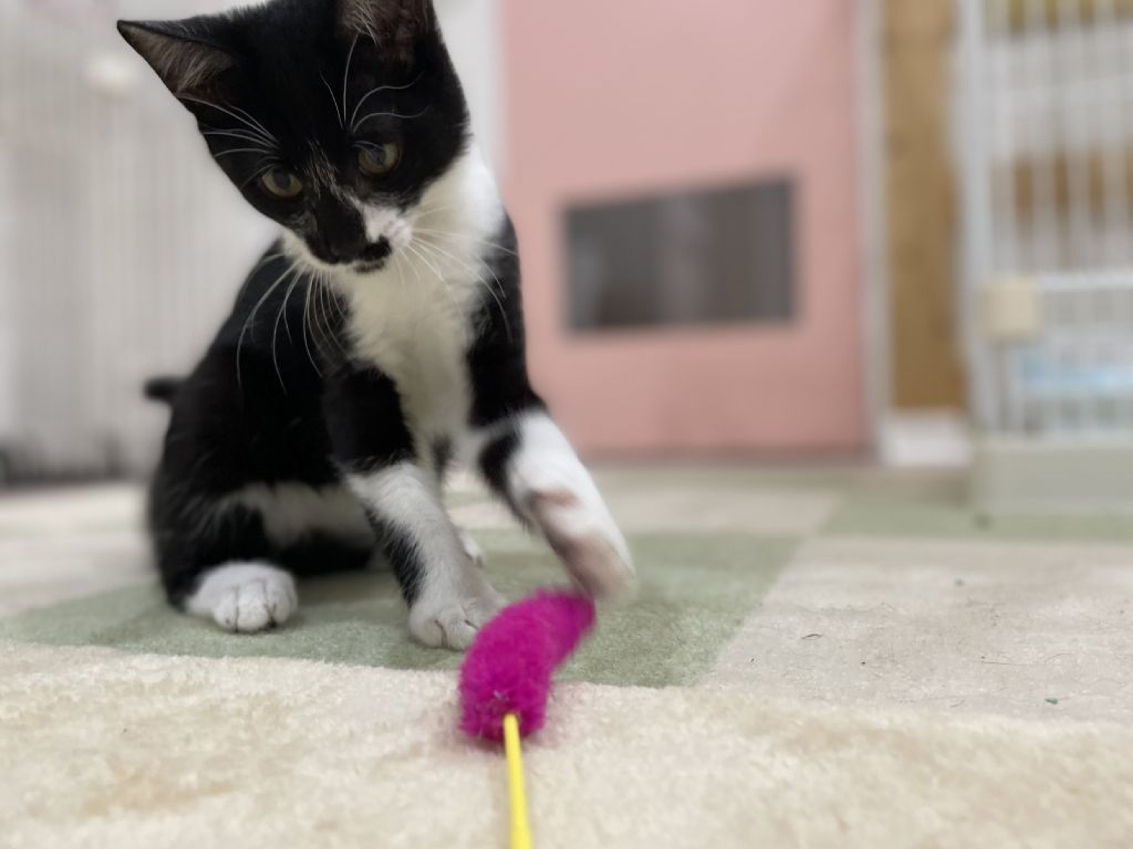 pet-image-7