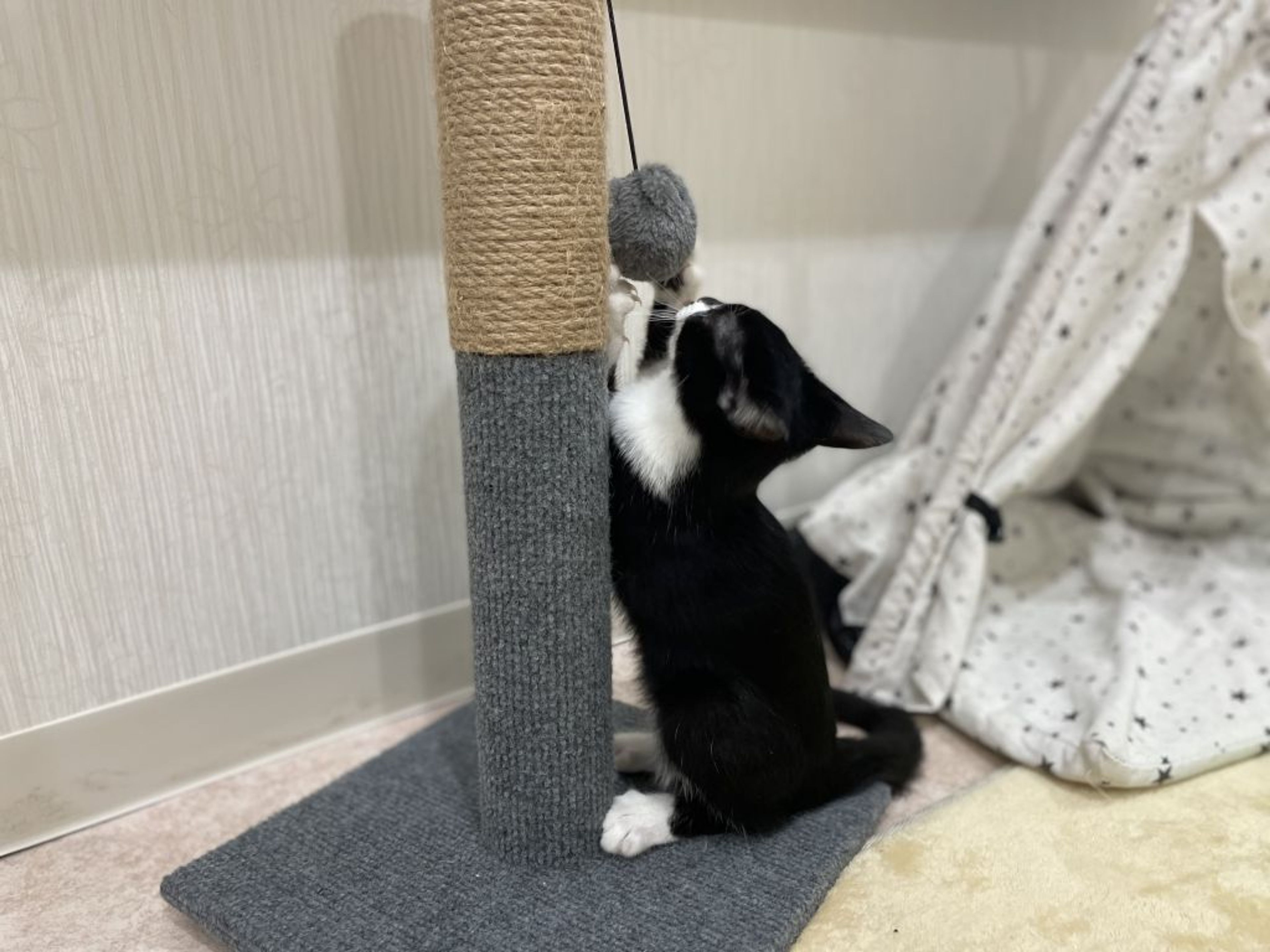 pet-image-8