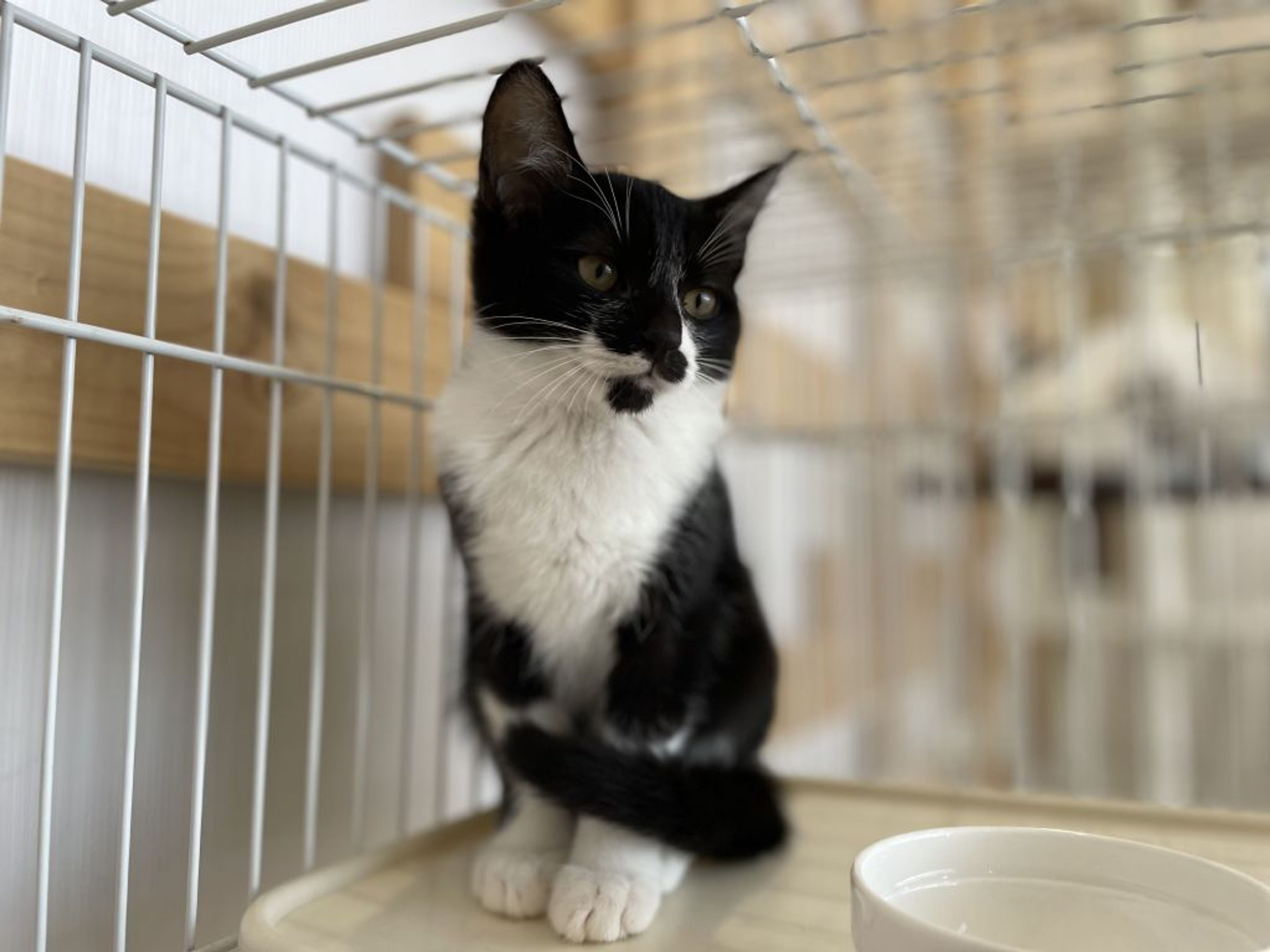 pet-image-9