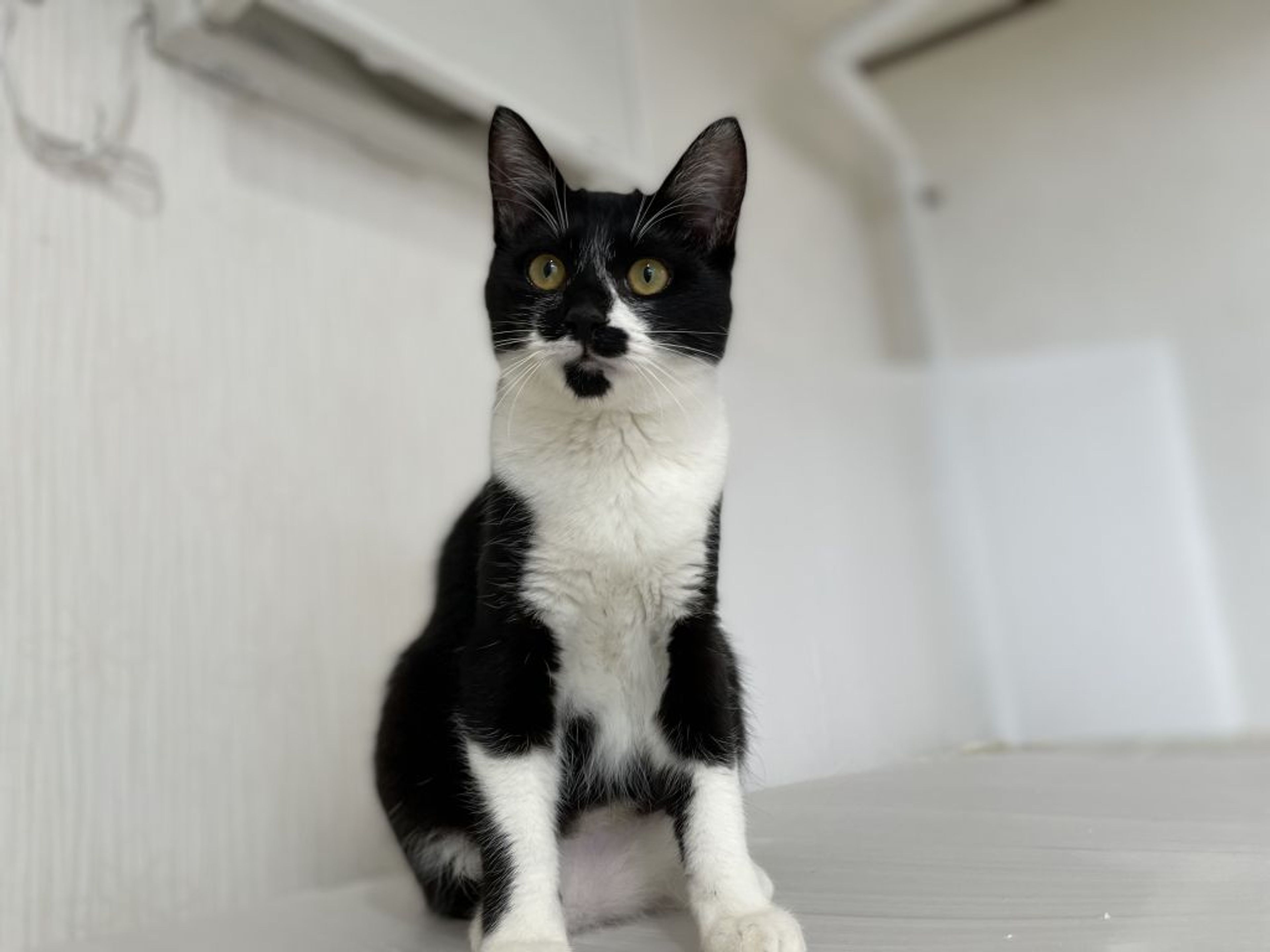 pet-image-4