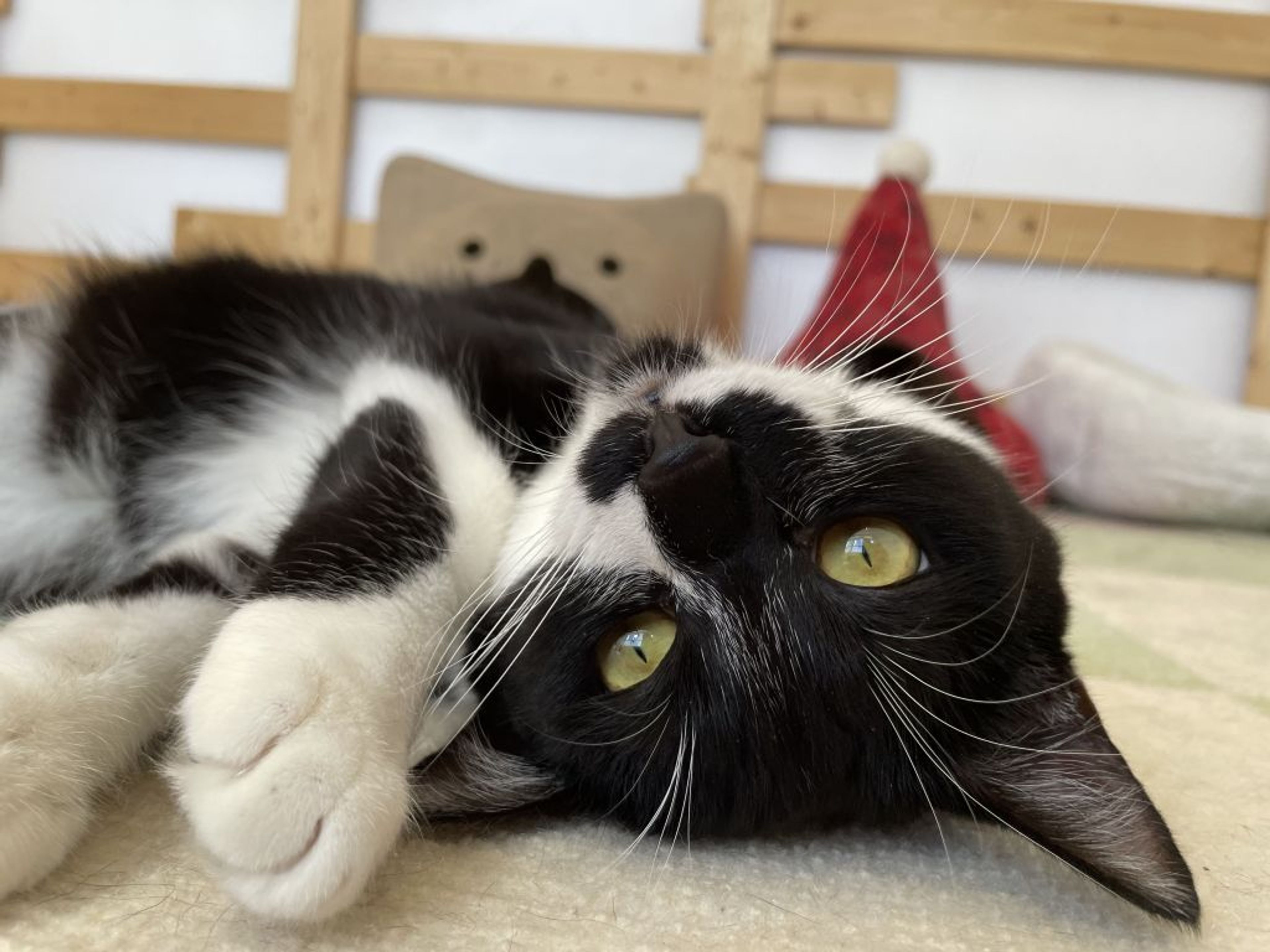 pet-image-5