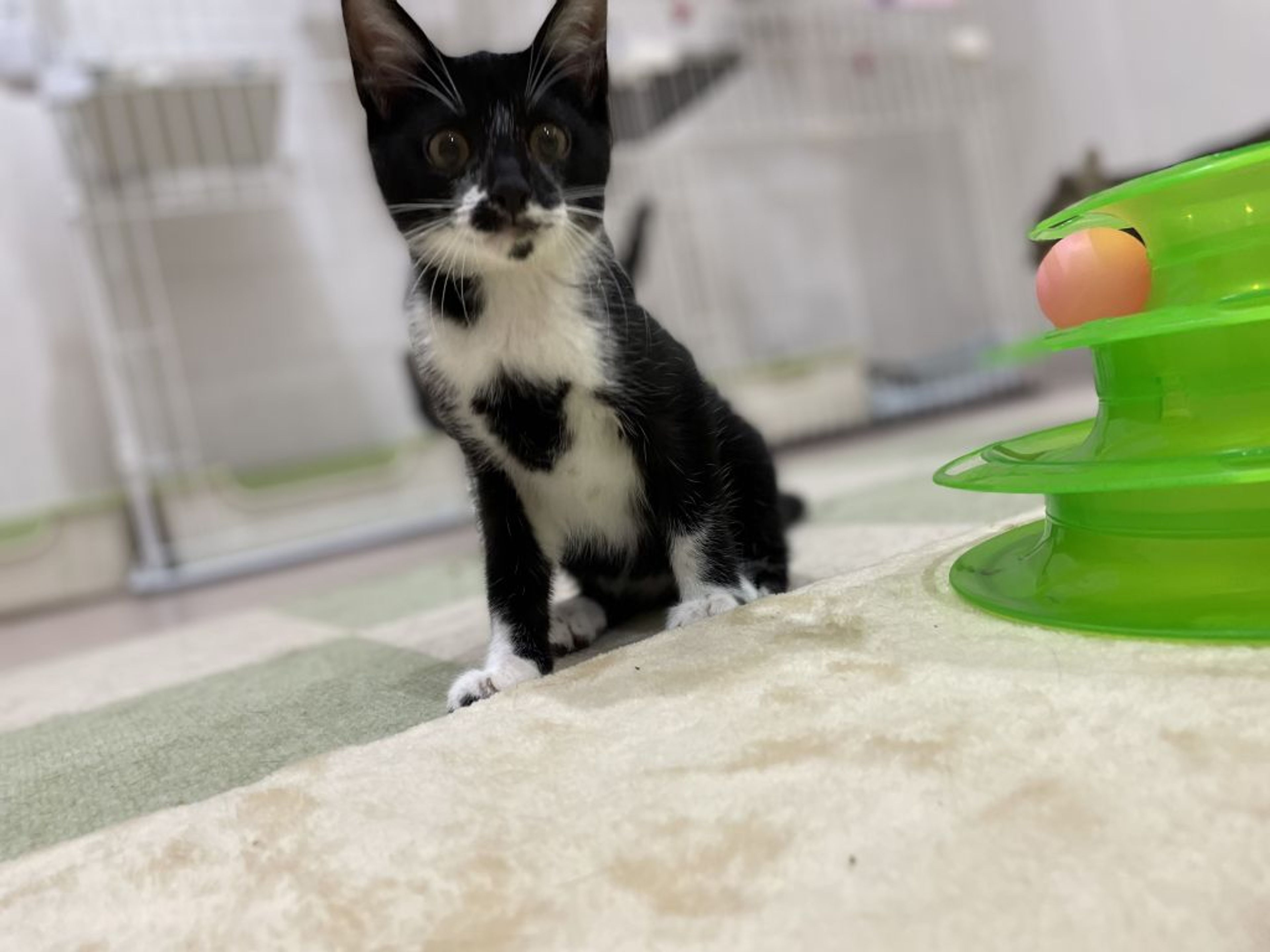 pet-image-2