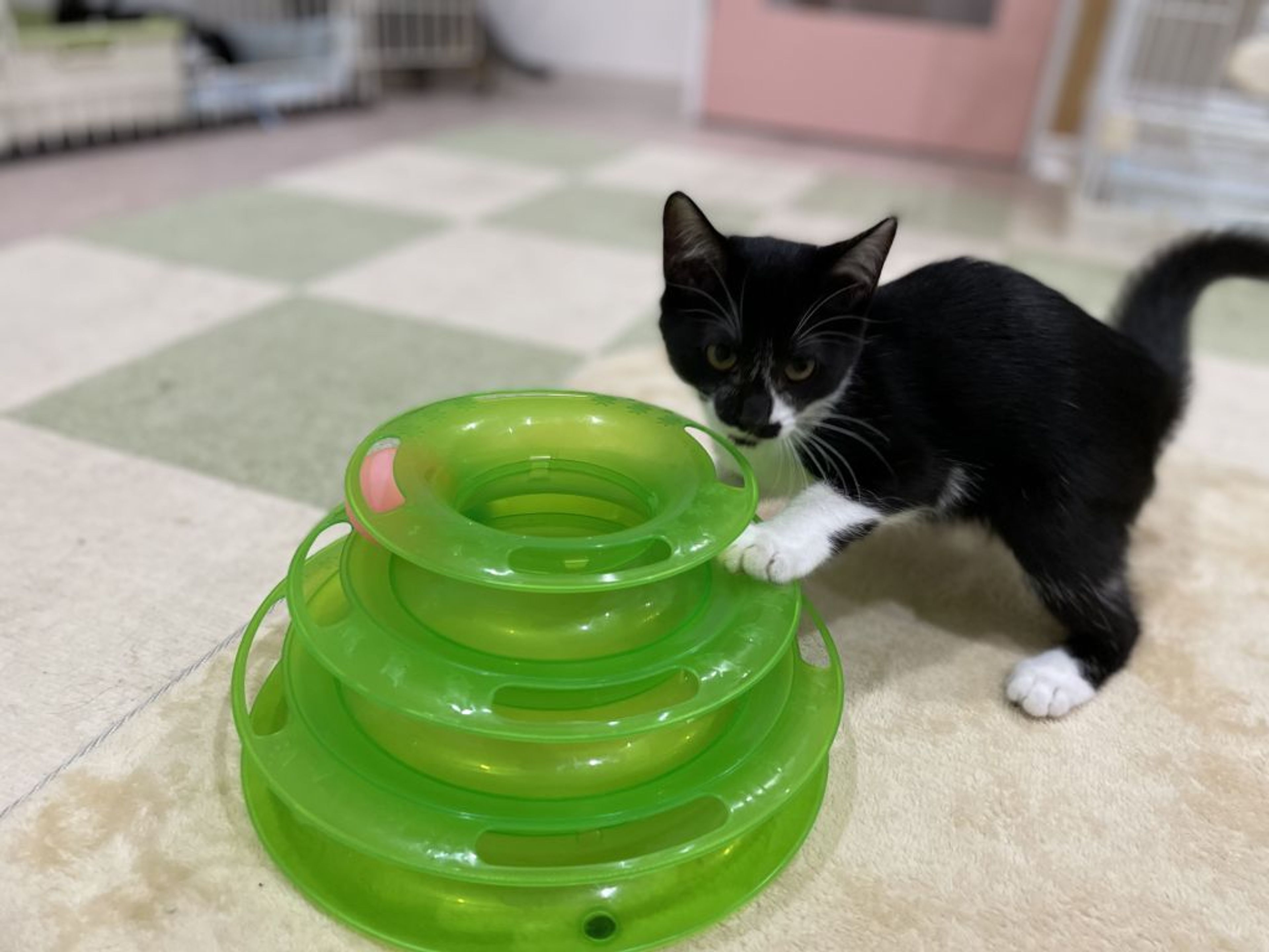 pet-image-3