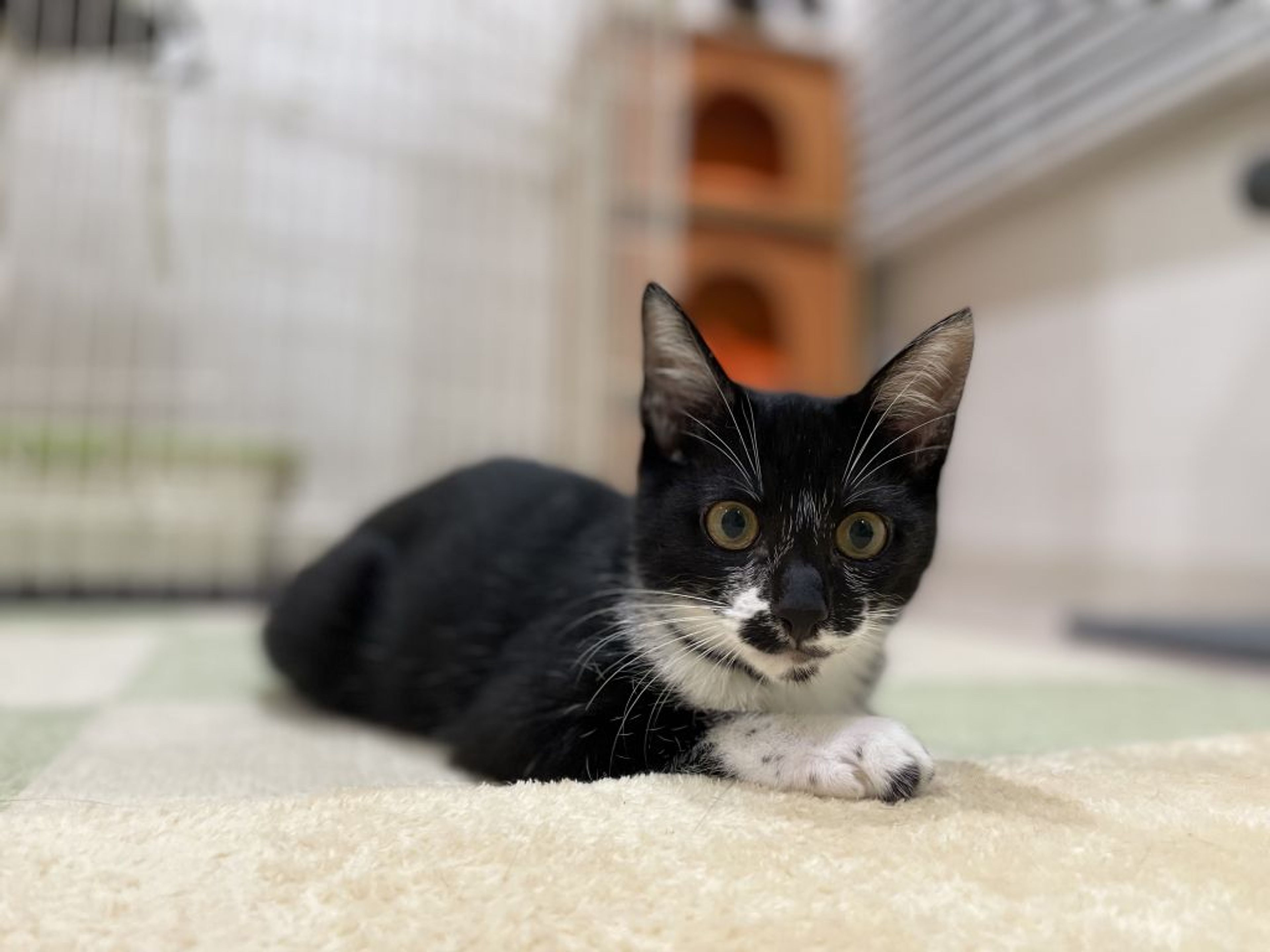 pet-image-6