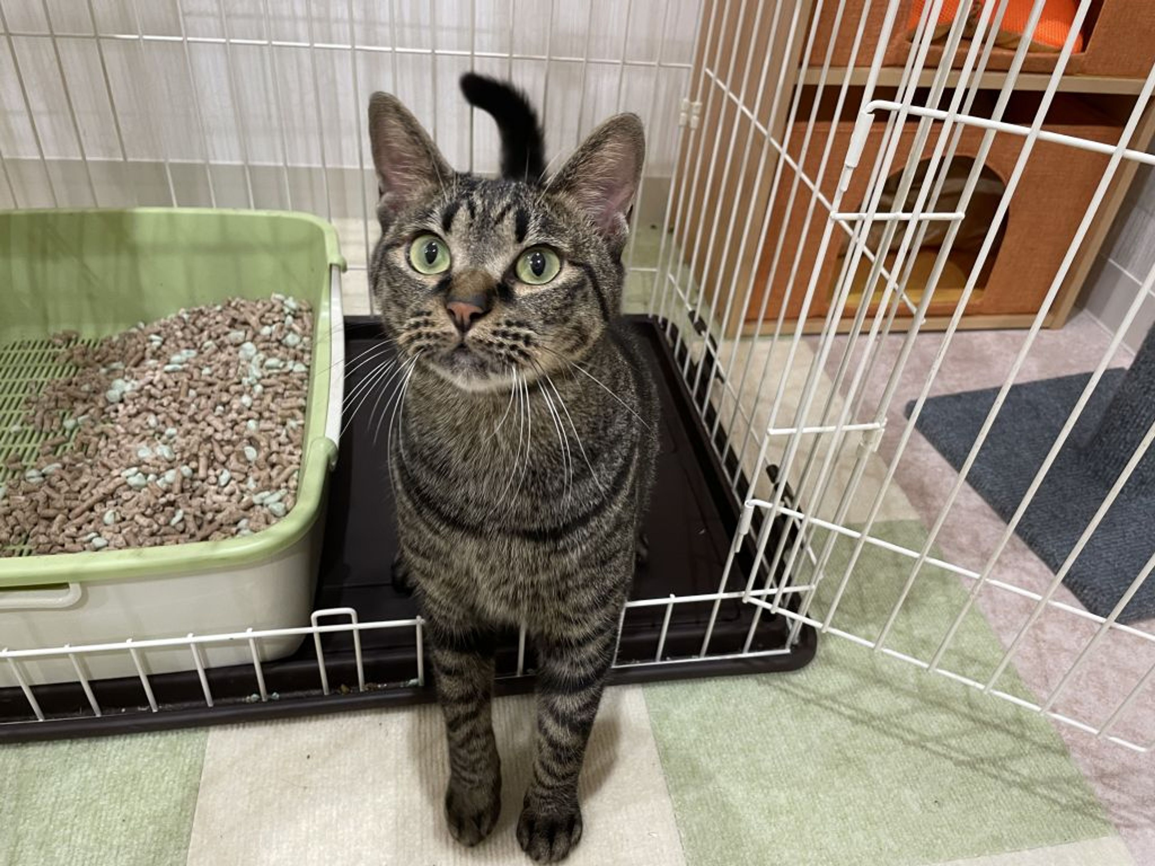 pet-image-4