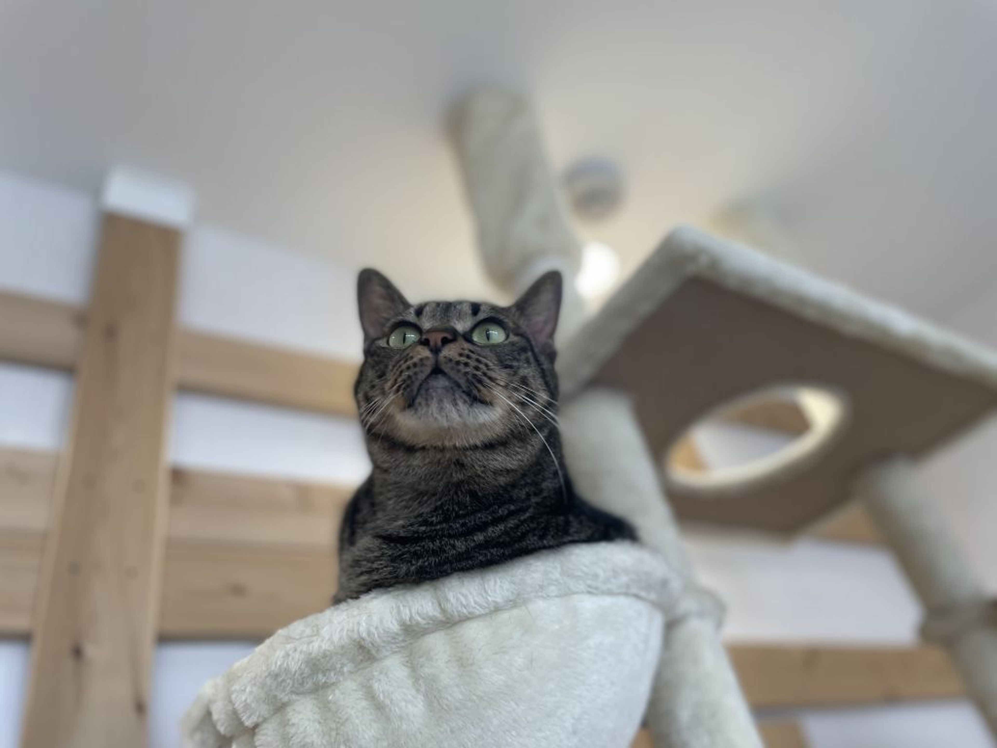 pet-image-6