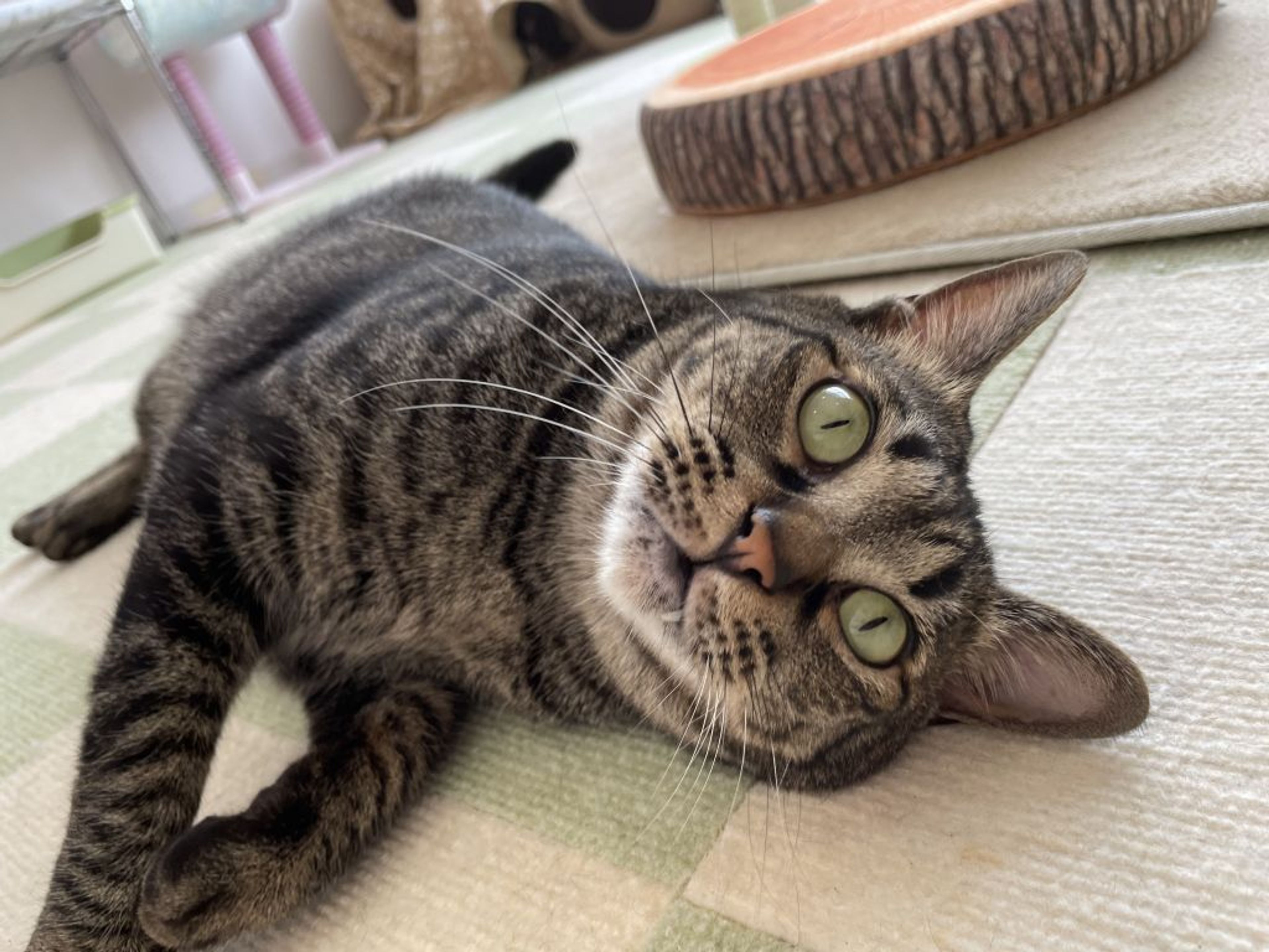 雑種（ミックス猫）・オスの里親募集の写真