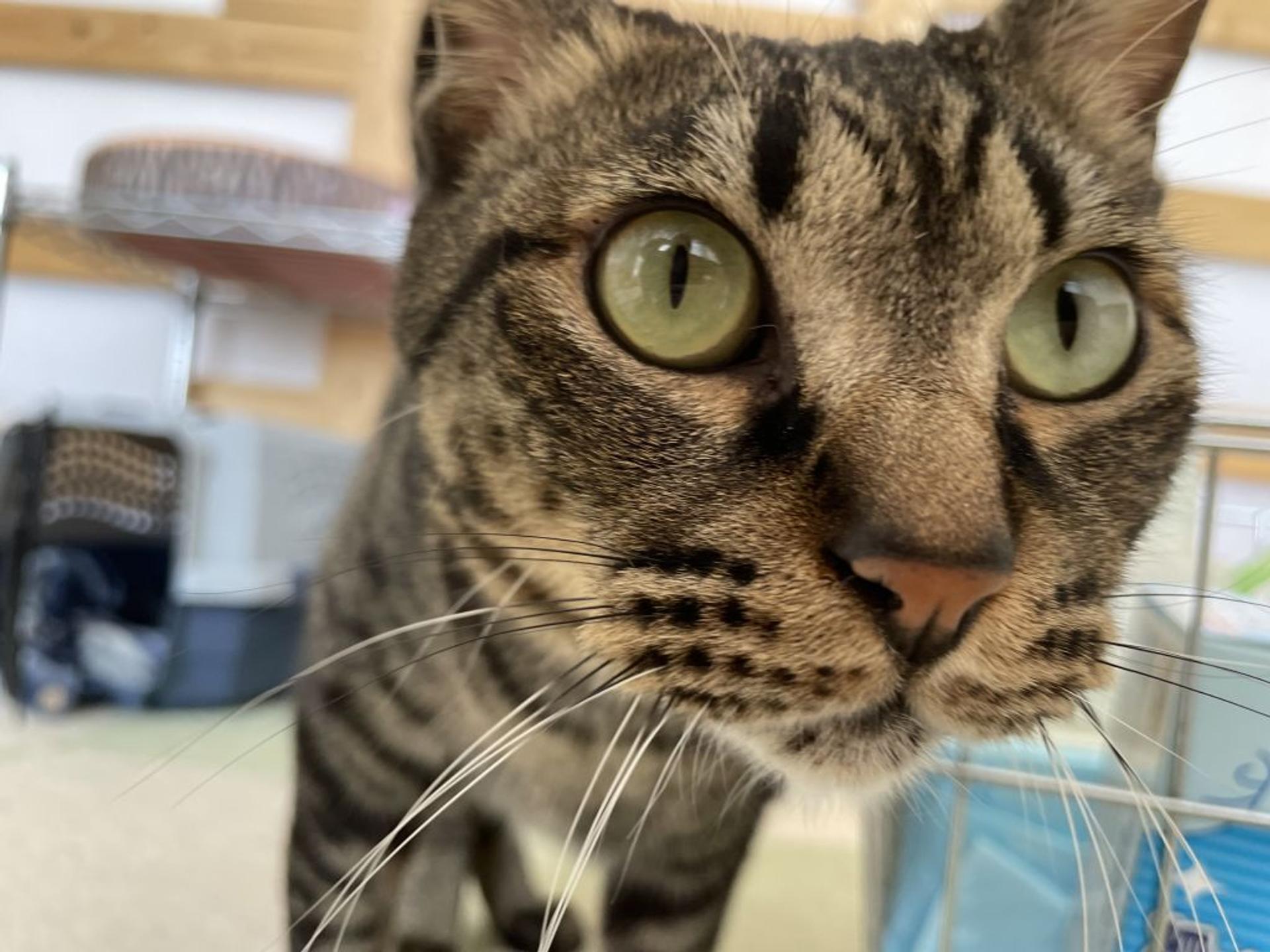 pet-image-3