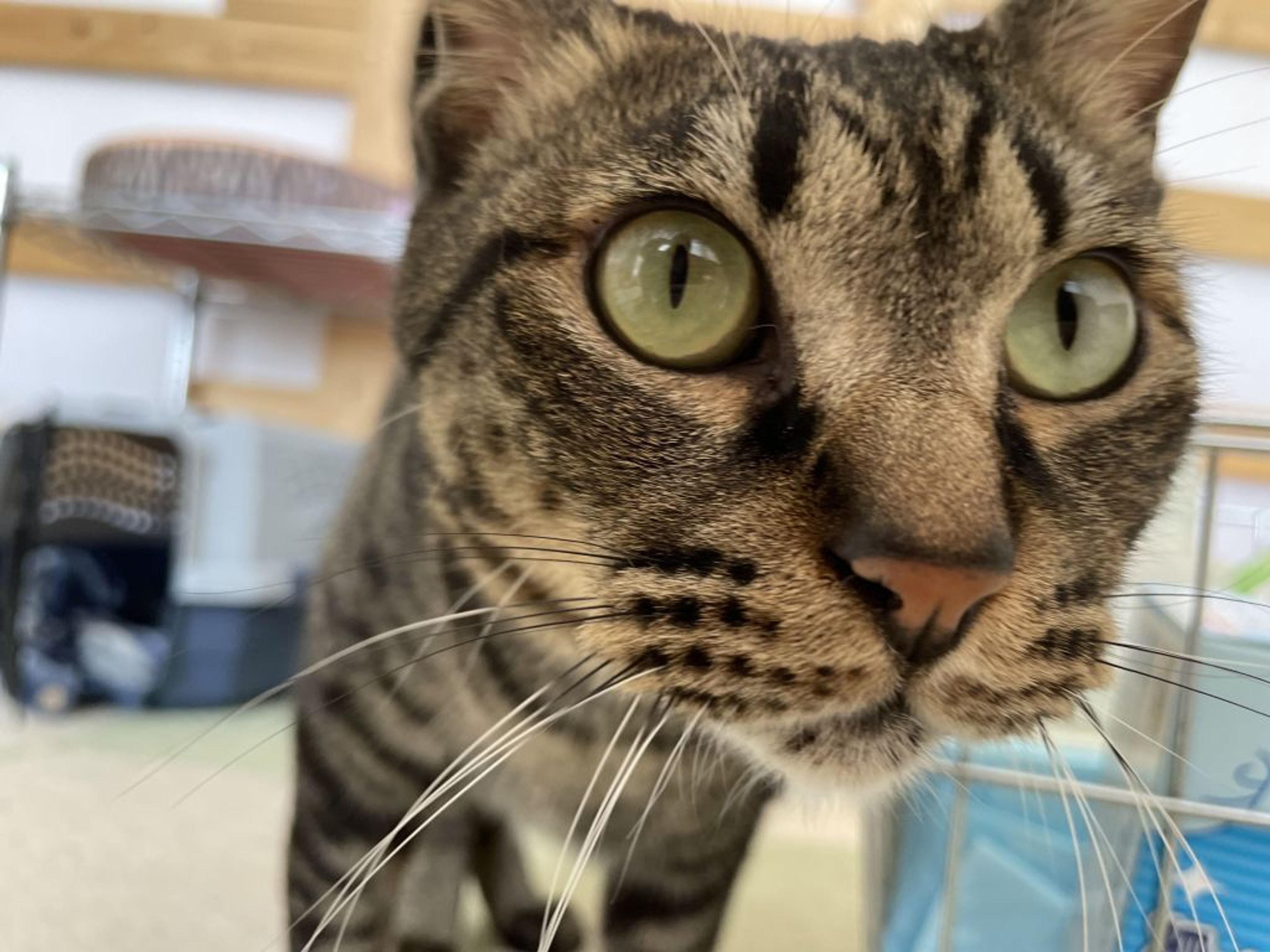 pet-image-3