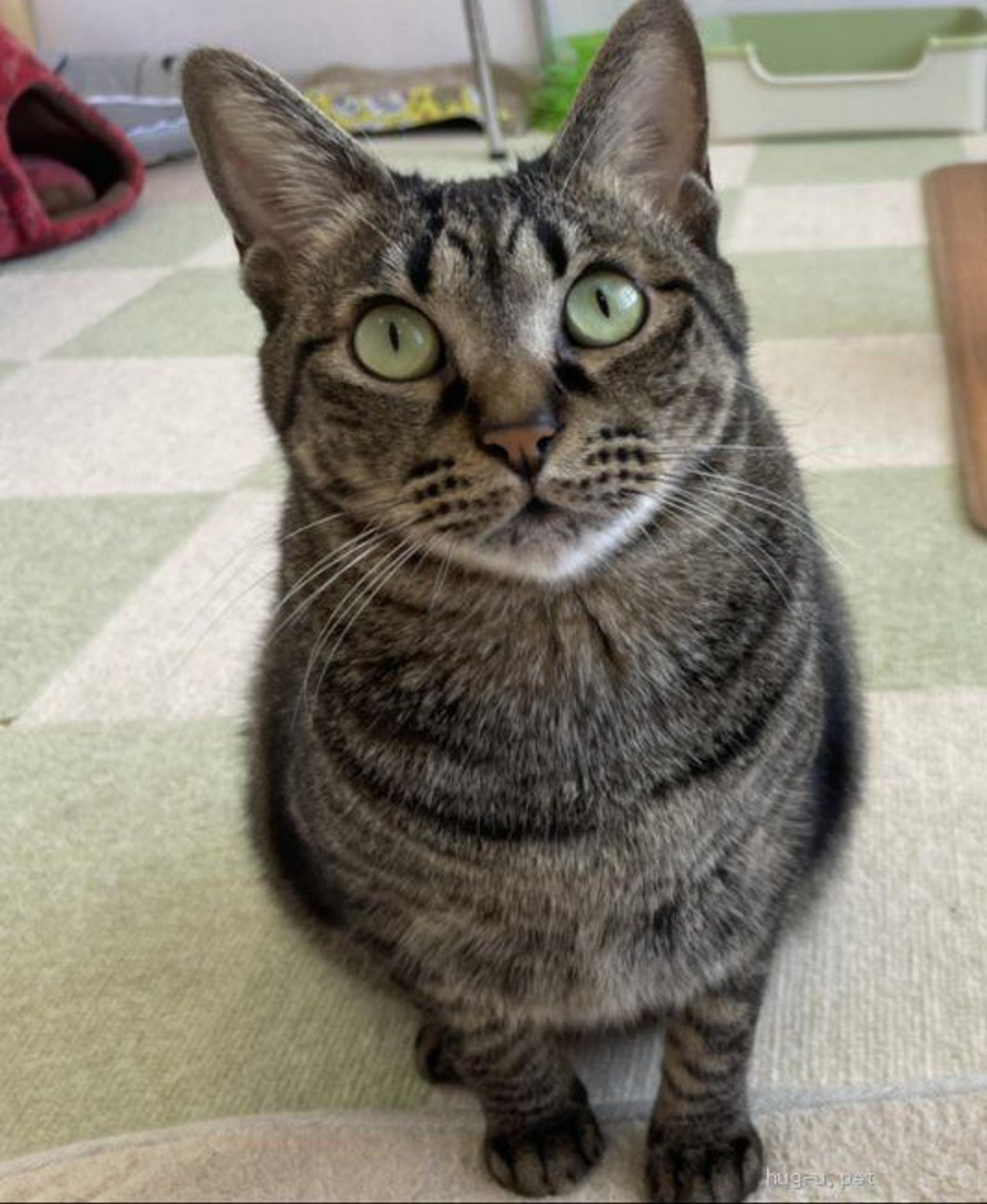 pet-image-2