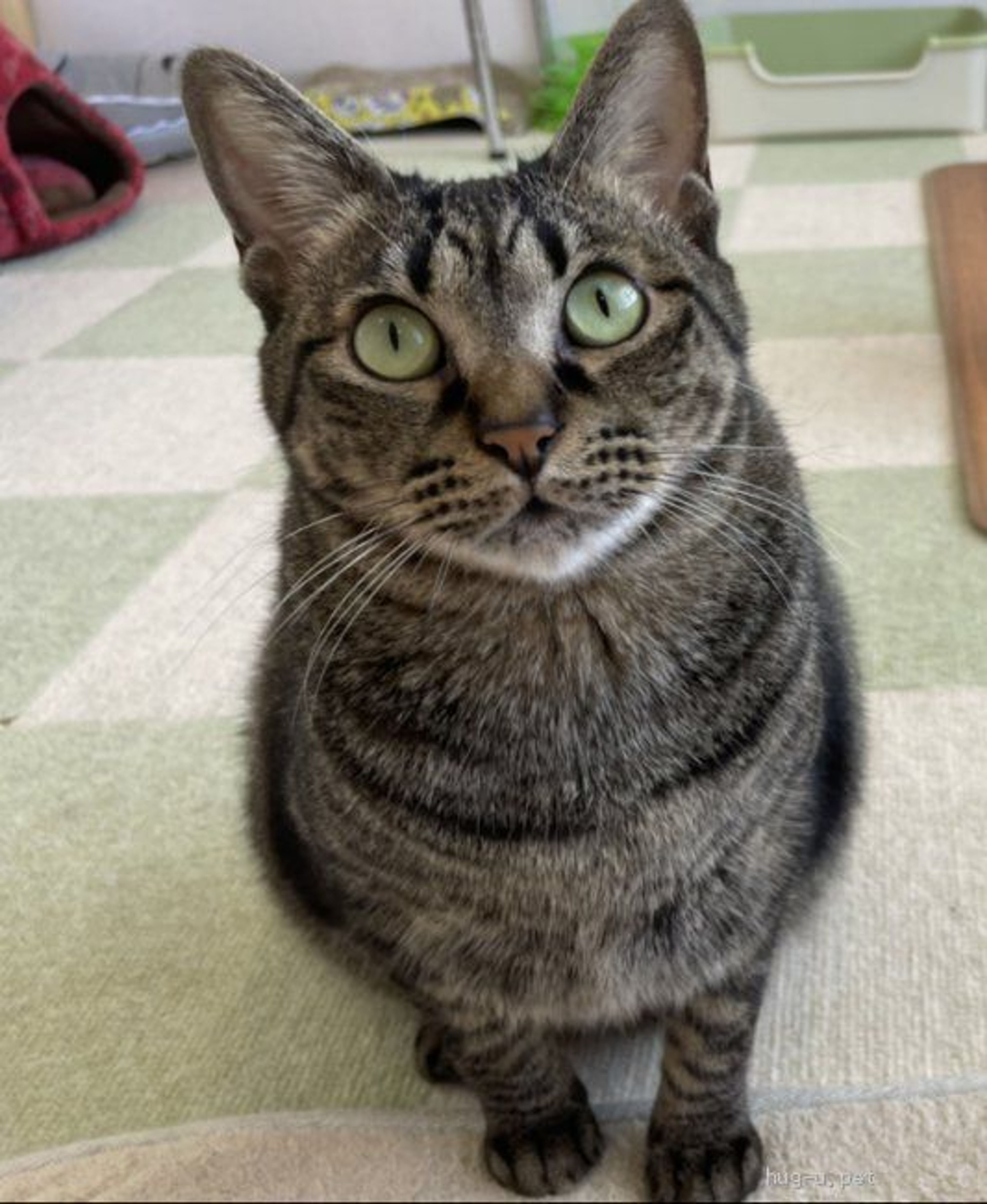 pet-image-2