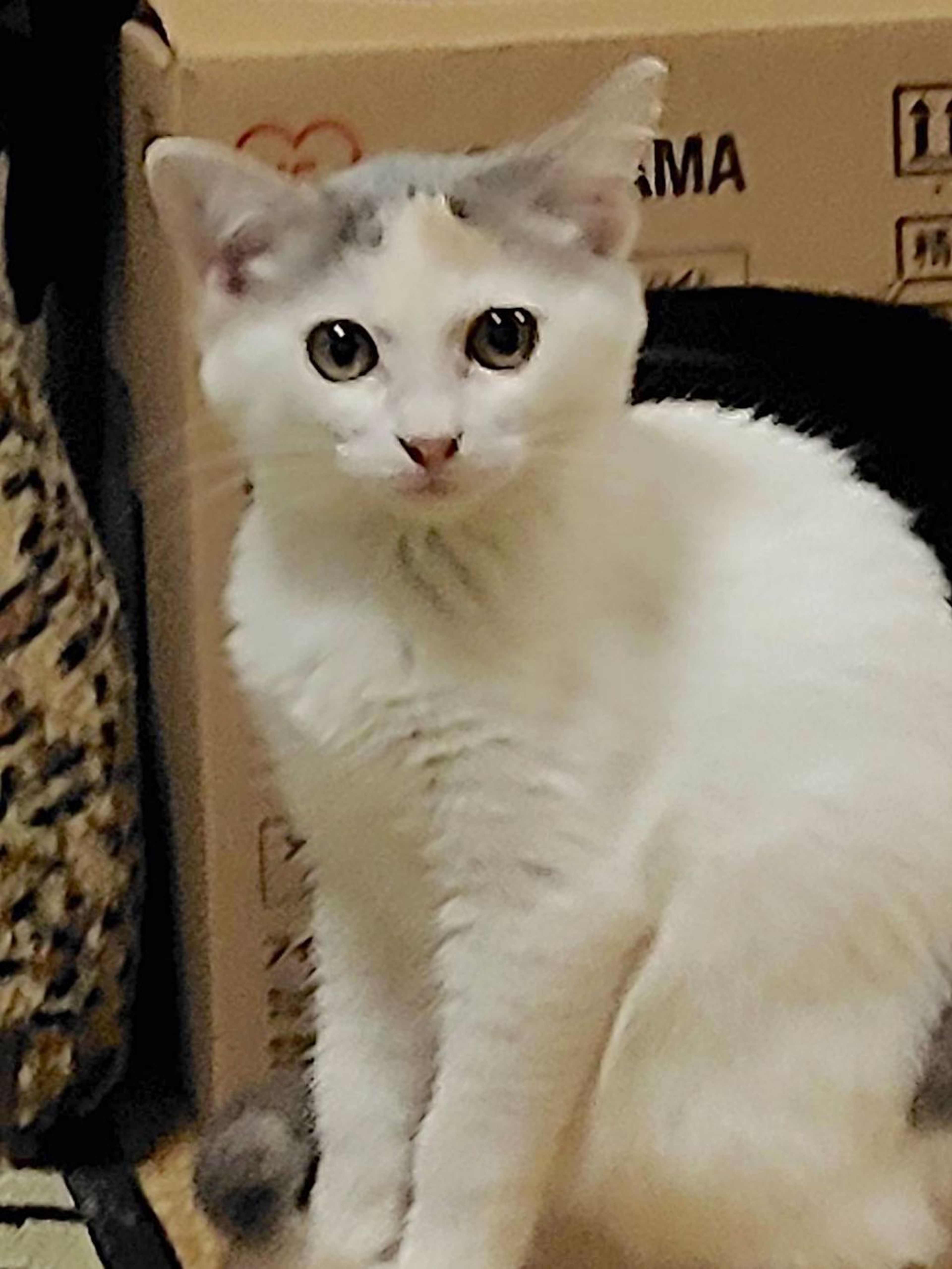日本猫・メスの里親募集の写真