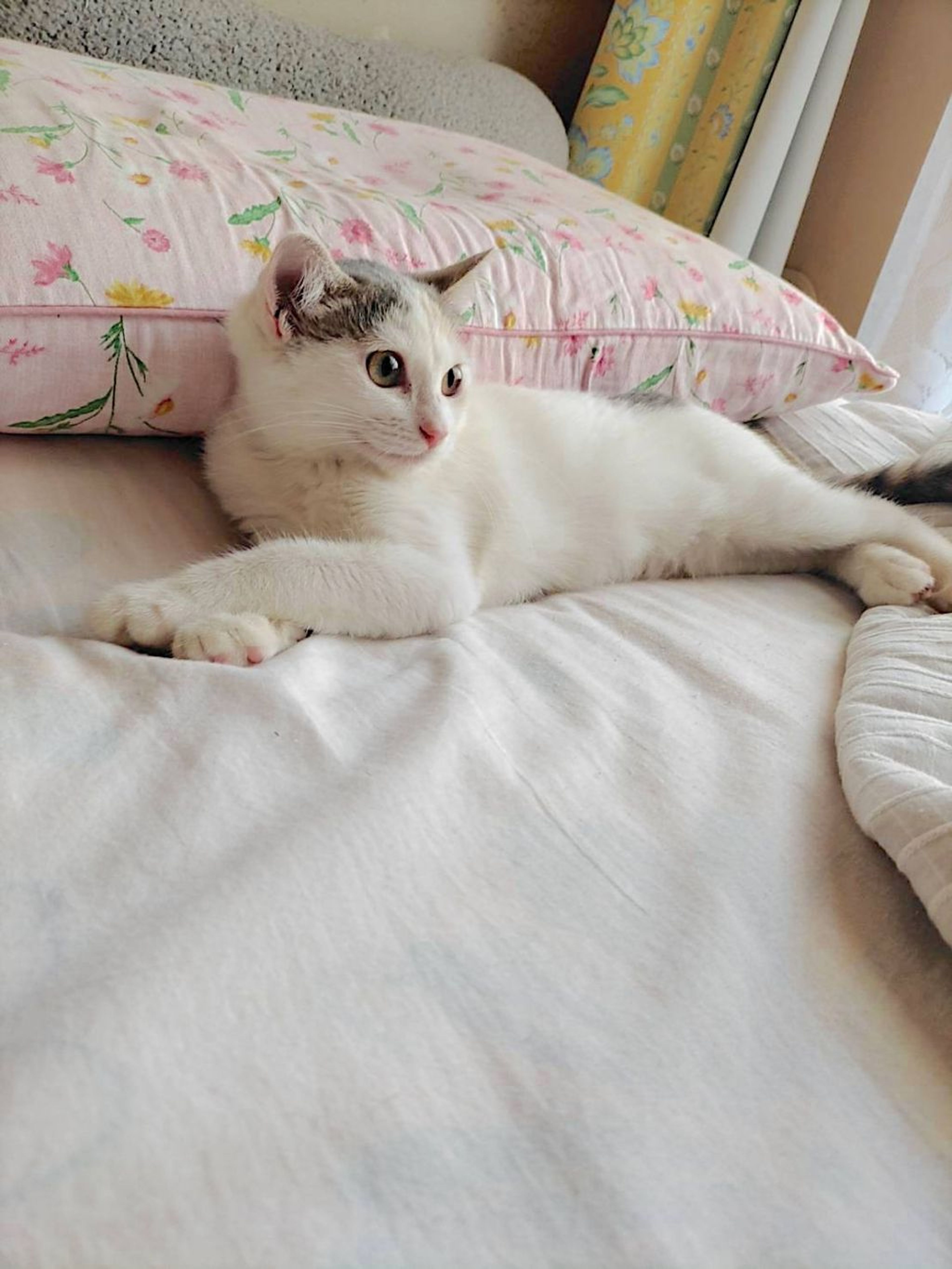 pet-image-3