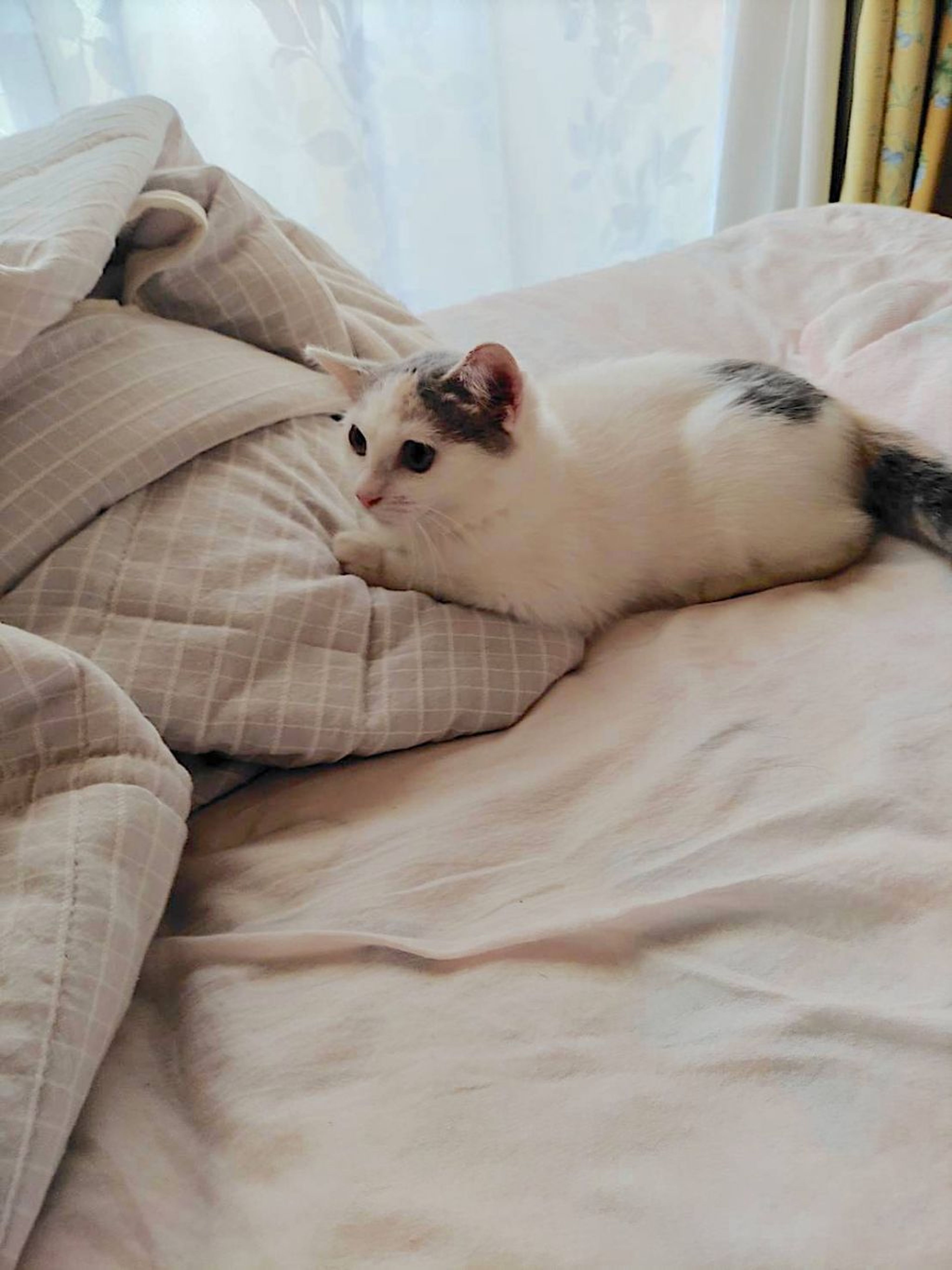 pet-image-4
