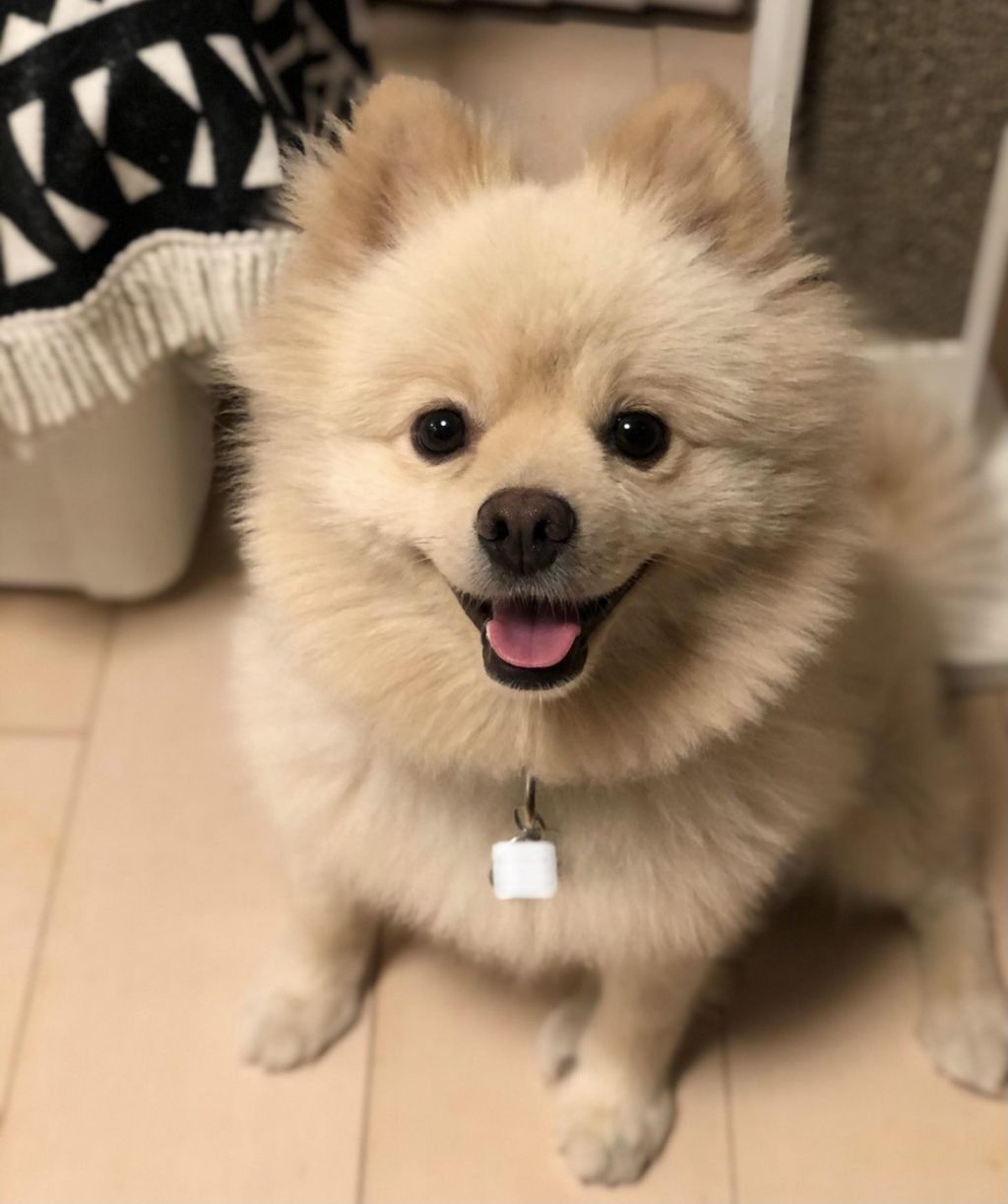 pet-image-2