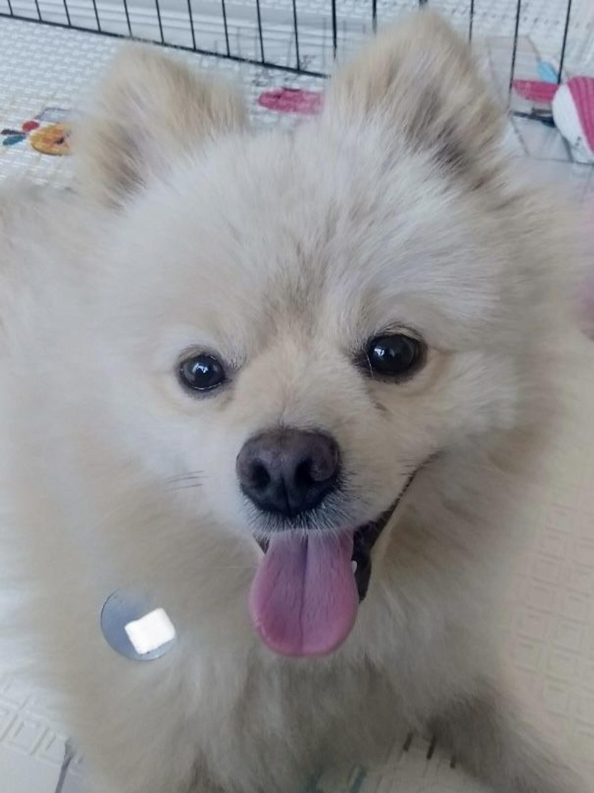 pet-image-3