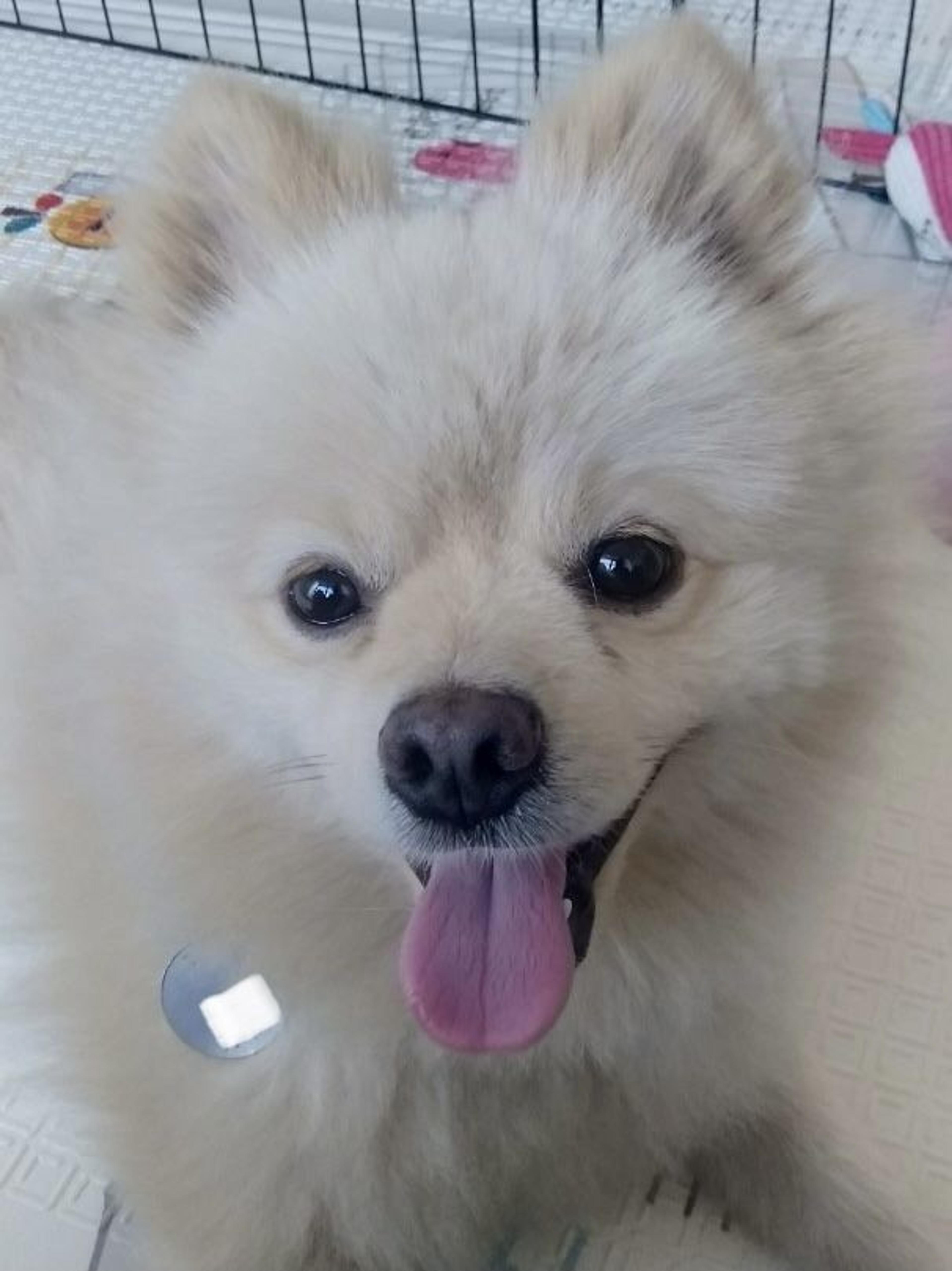 pet-image-3
