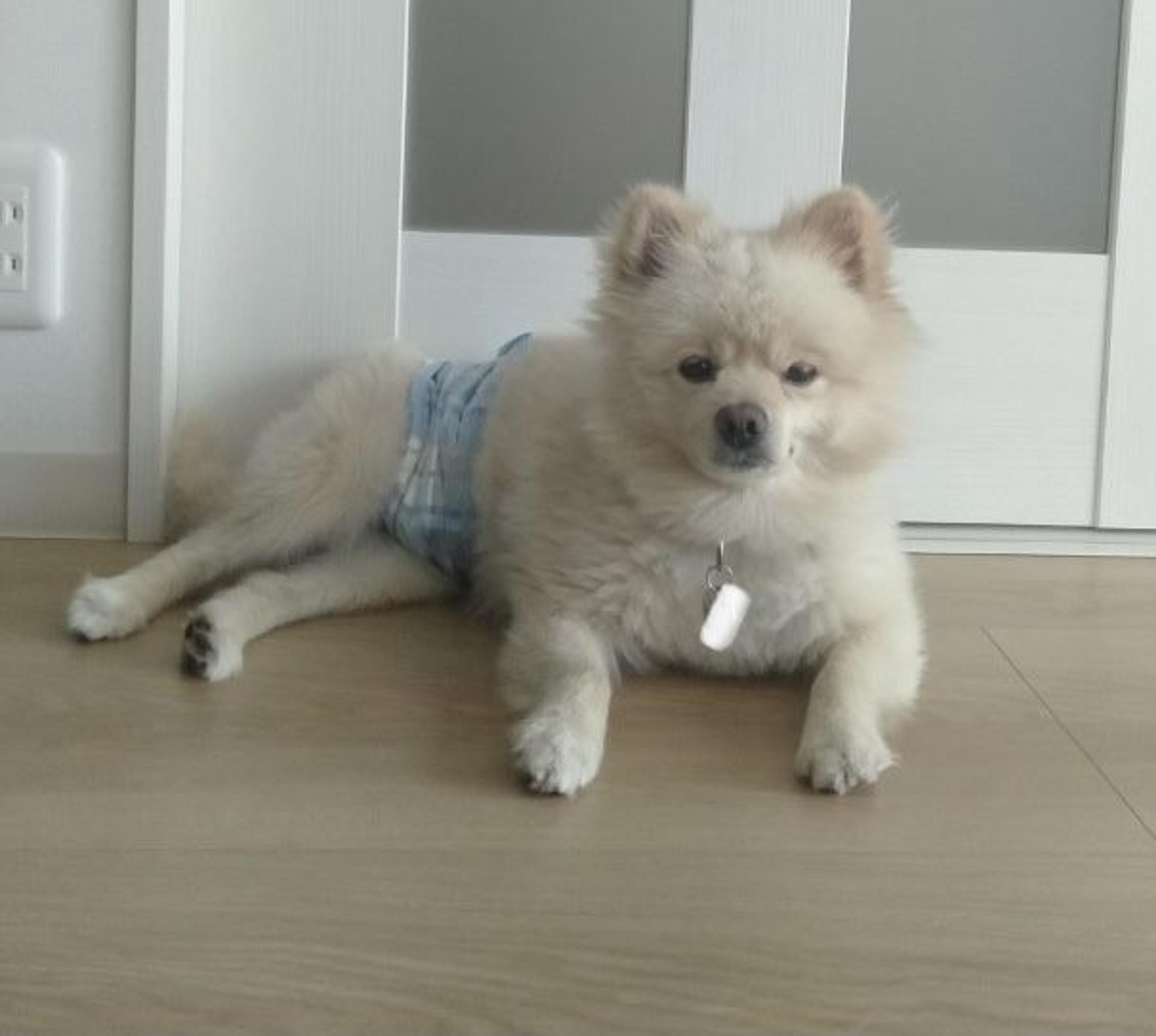 pet-image-4