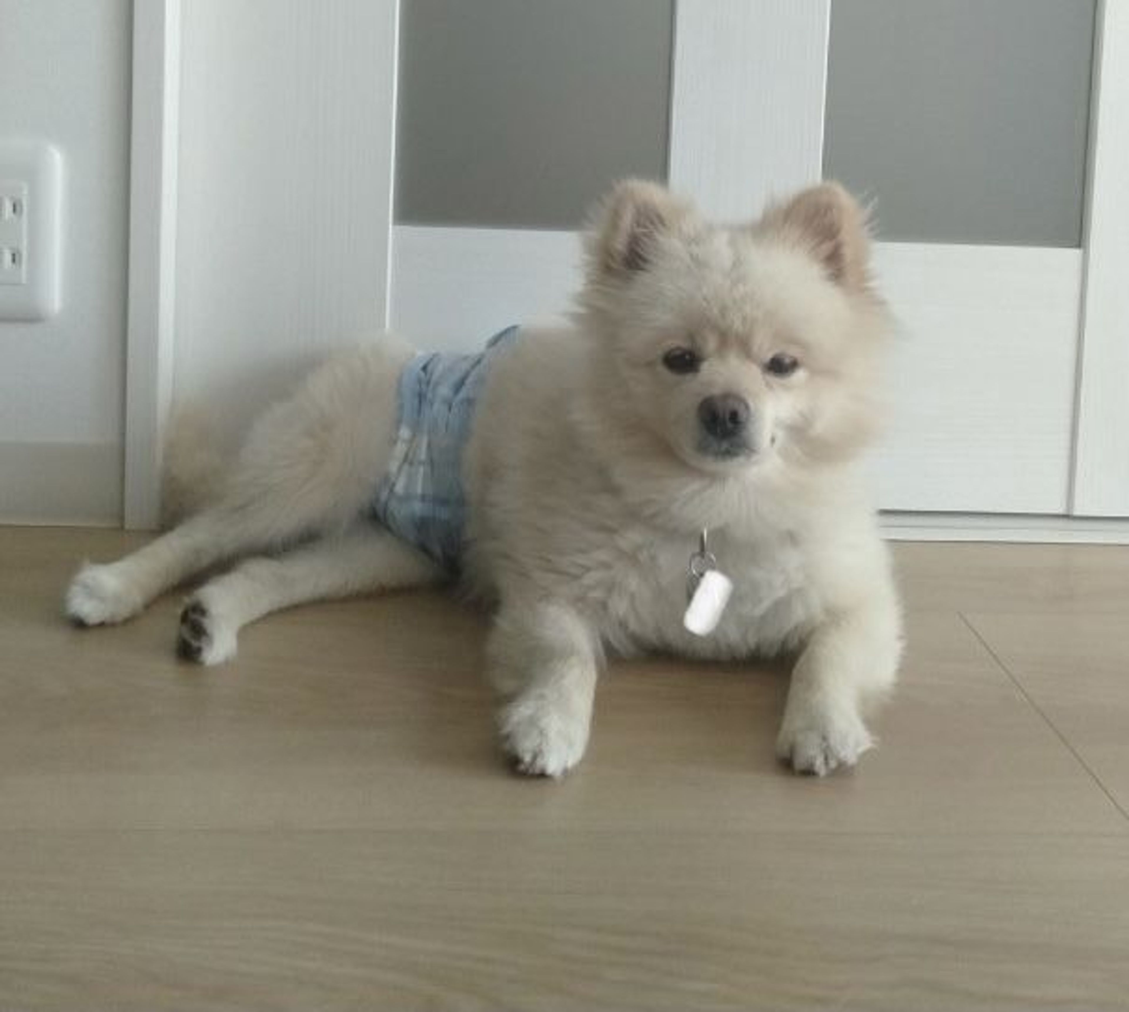 pet-image-4