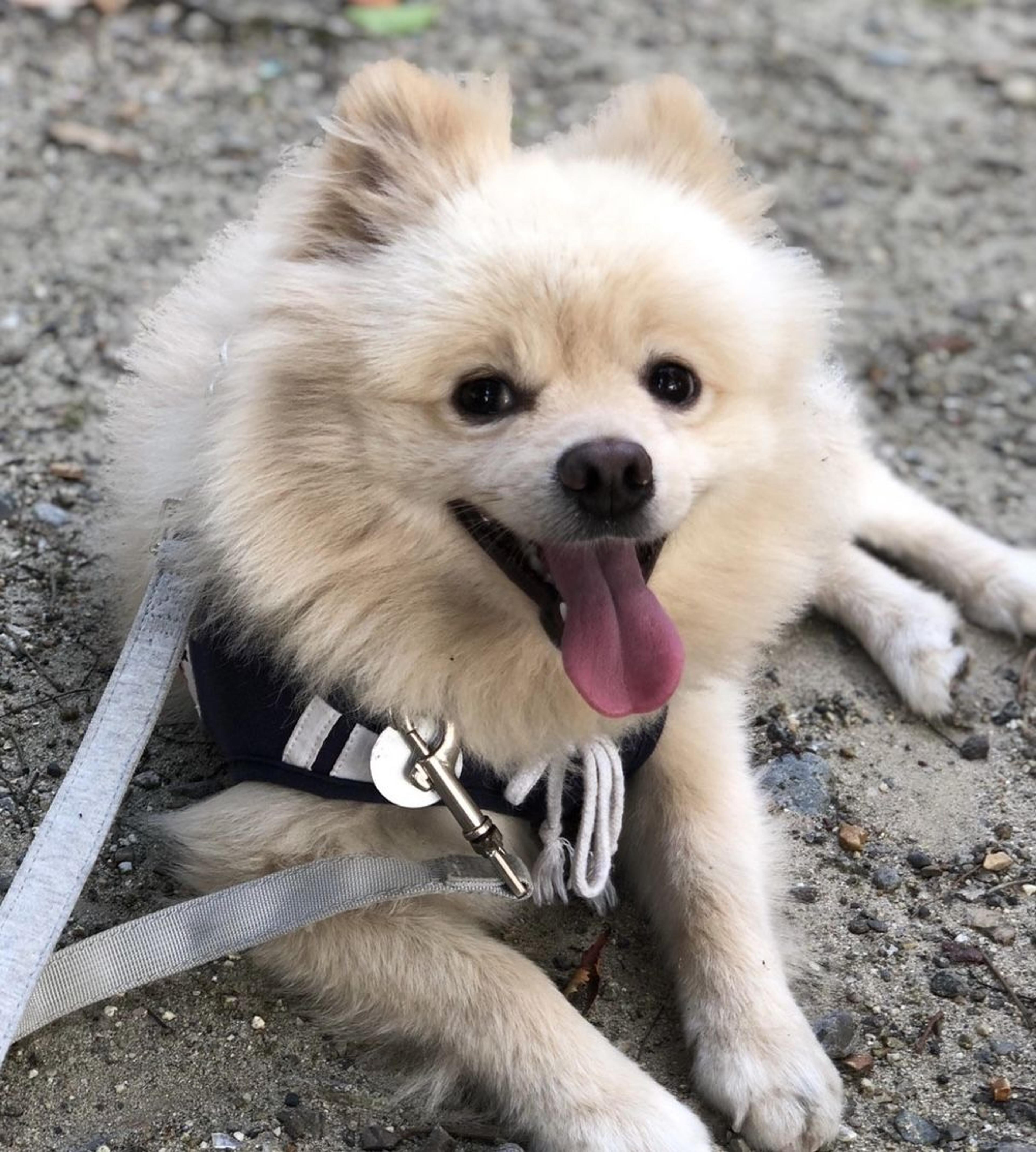 pet-image-5