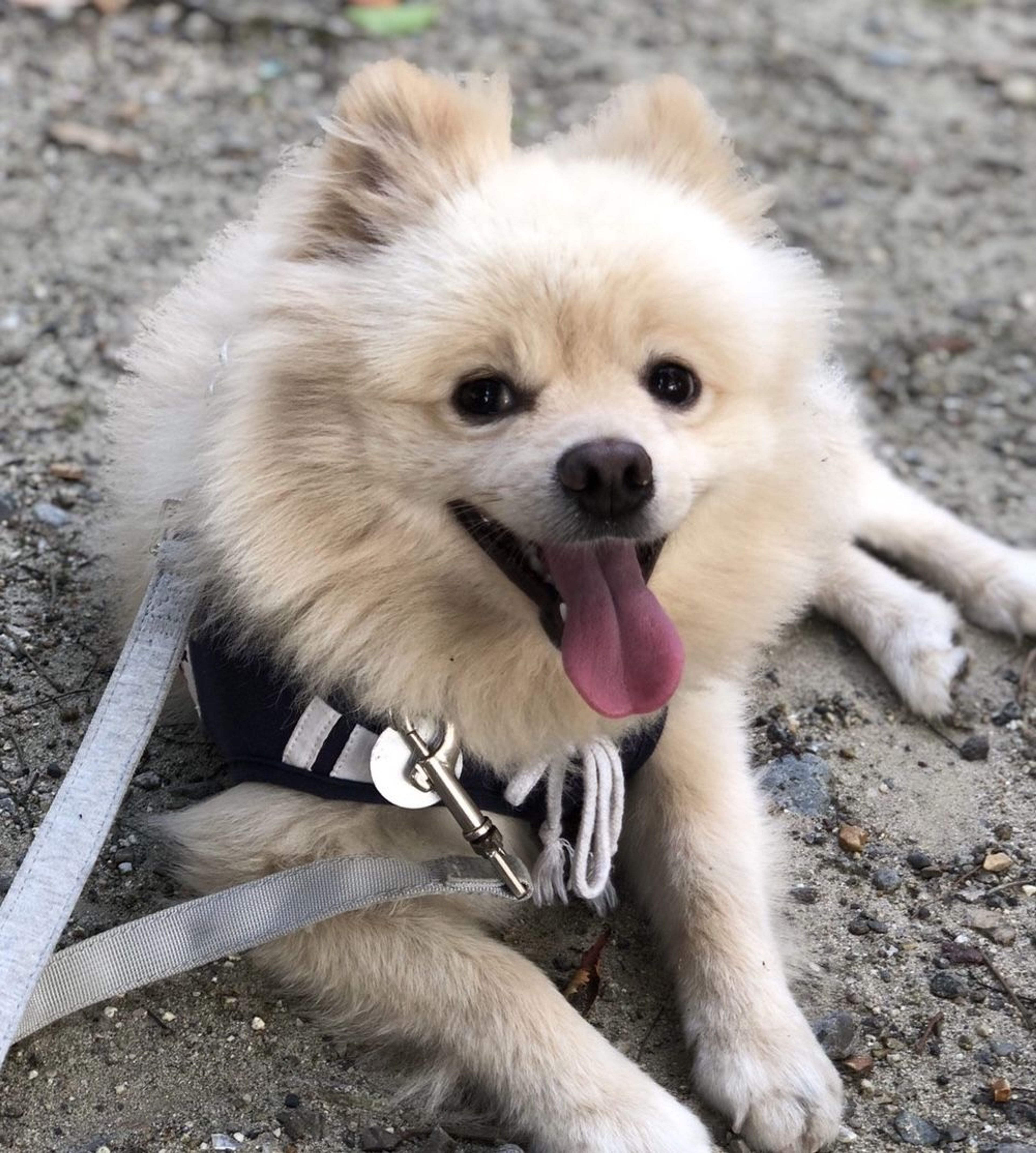 pet-image-5
