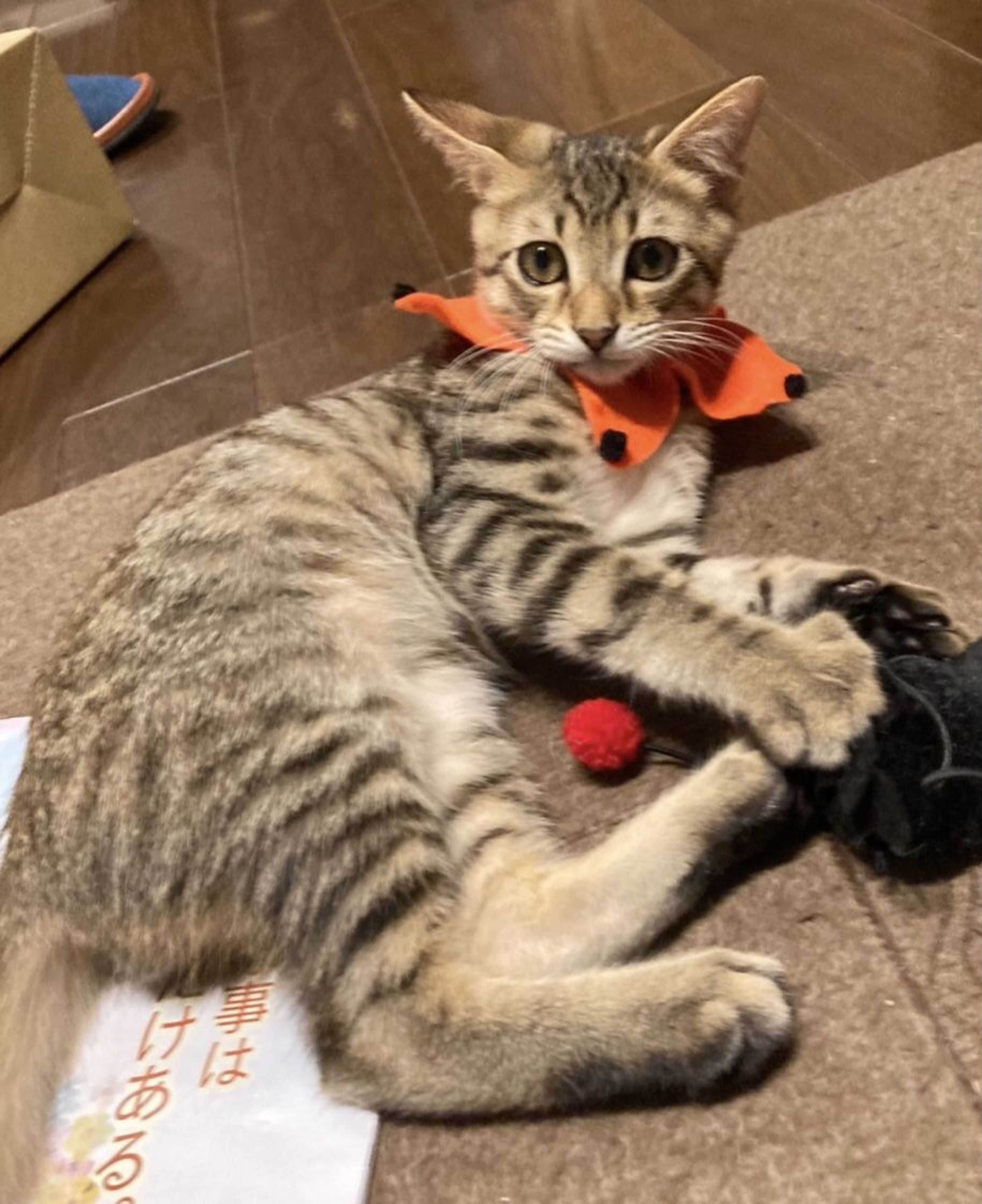 雑種（ミックス猫）・オスの里親募集の写真