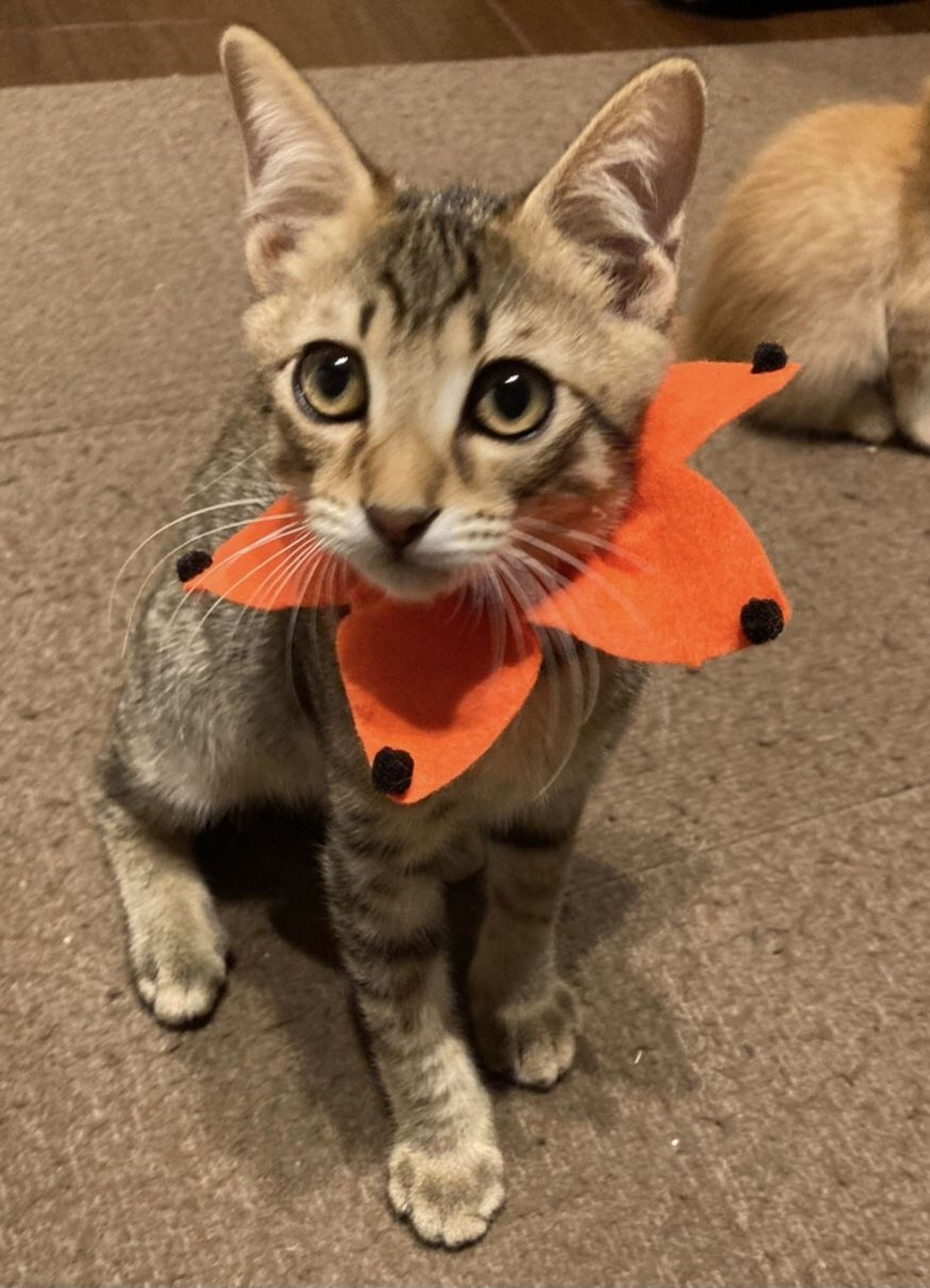 pet-image-2