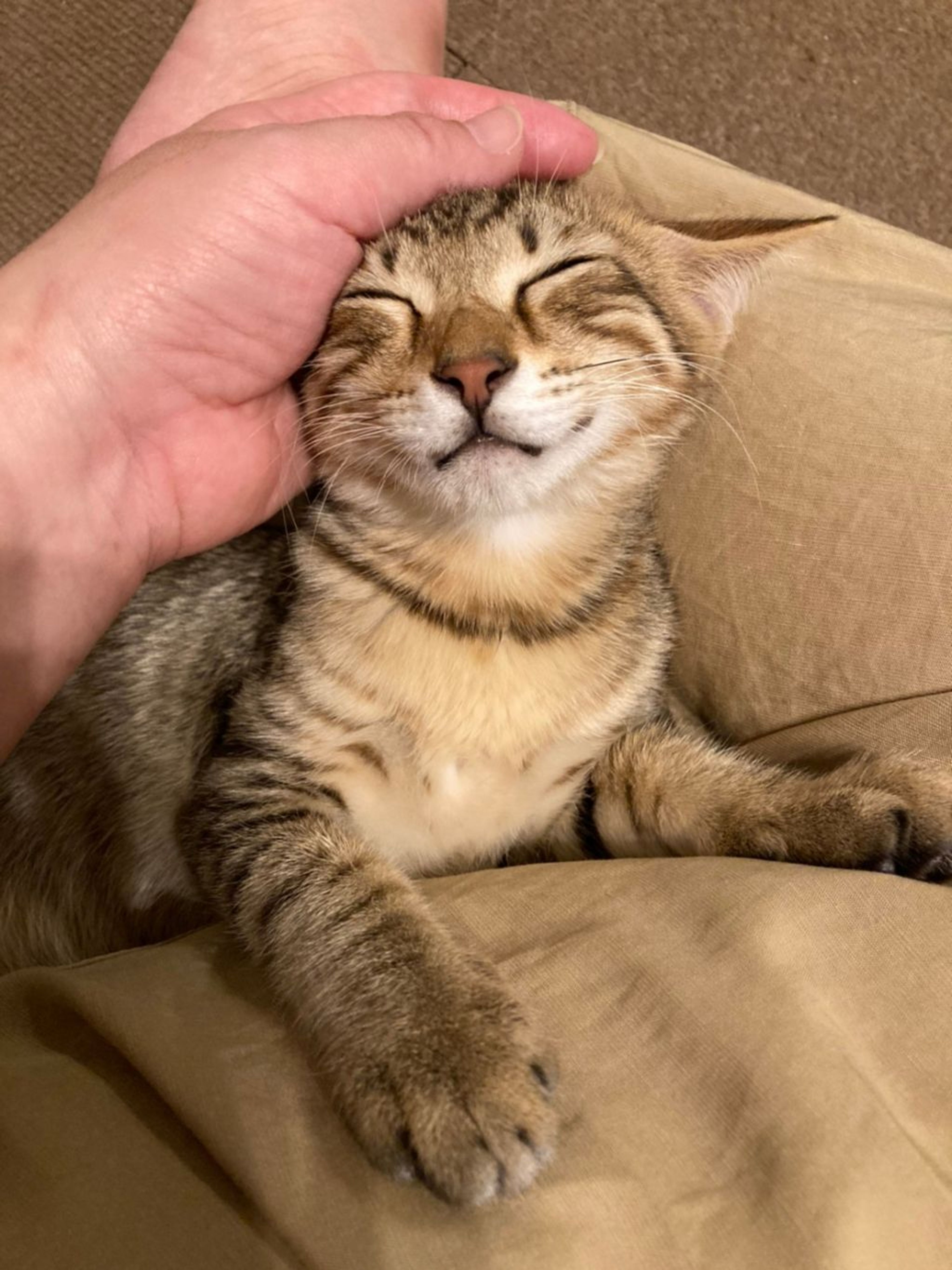 pet-image-3