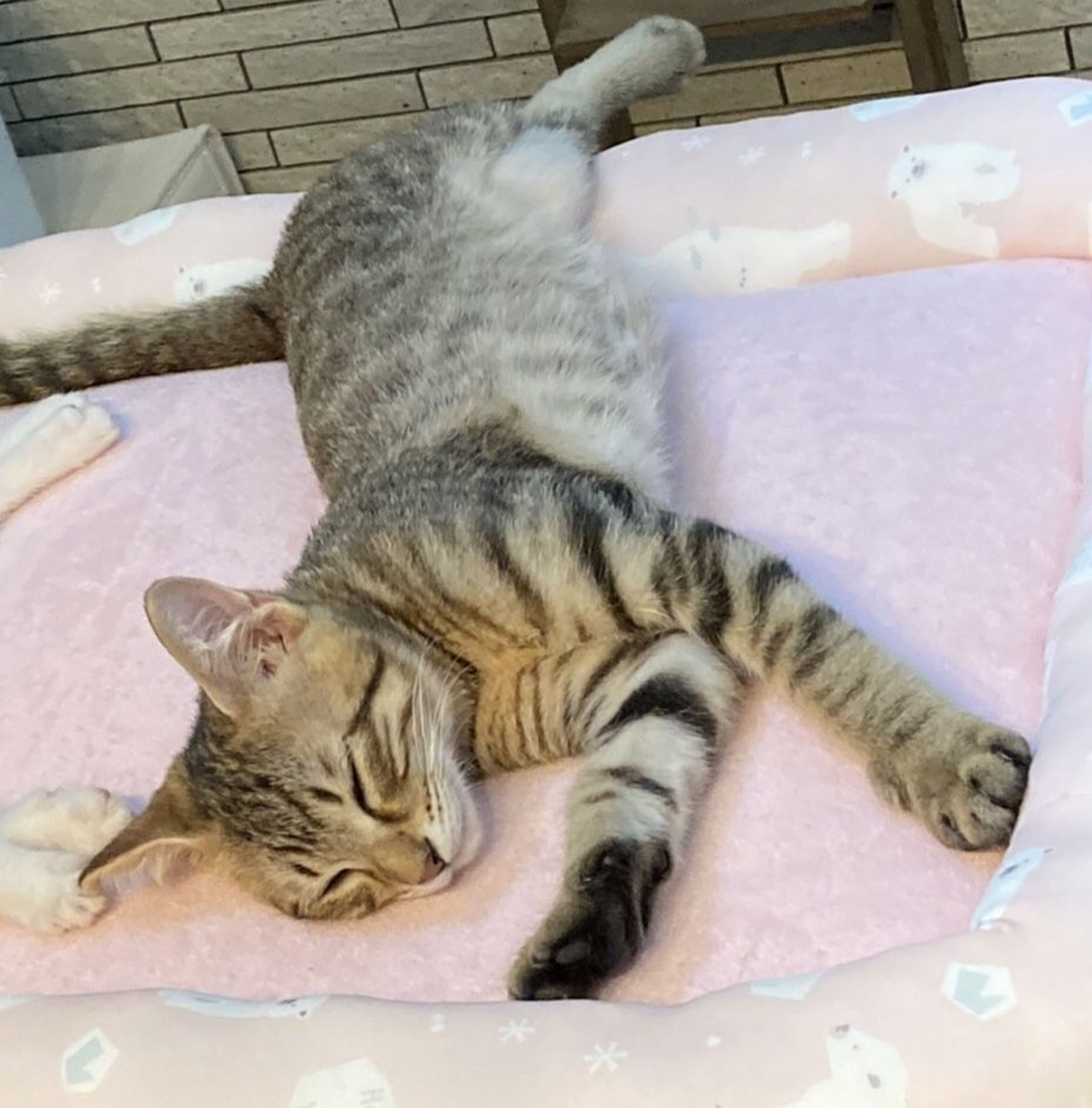 pet-image-4