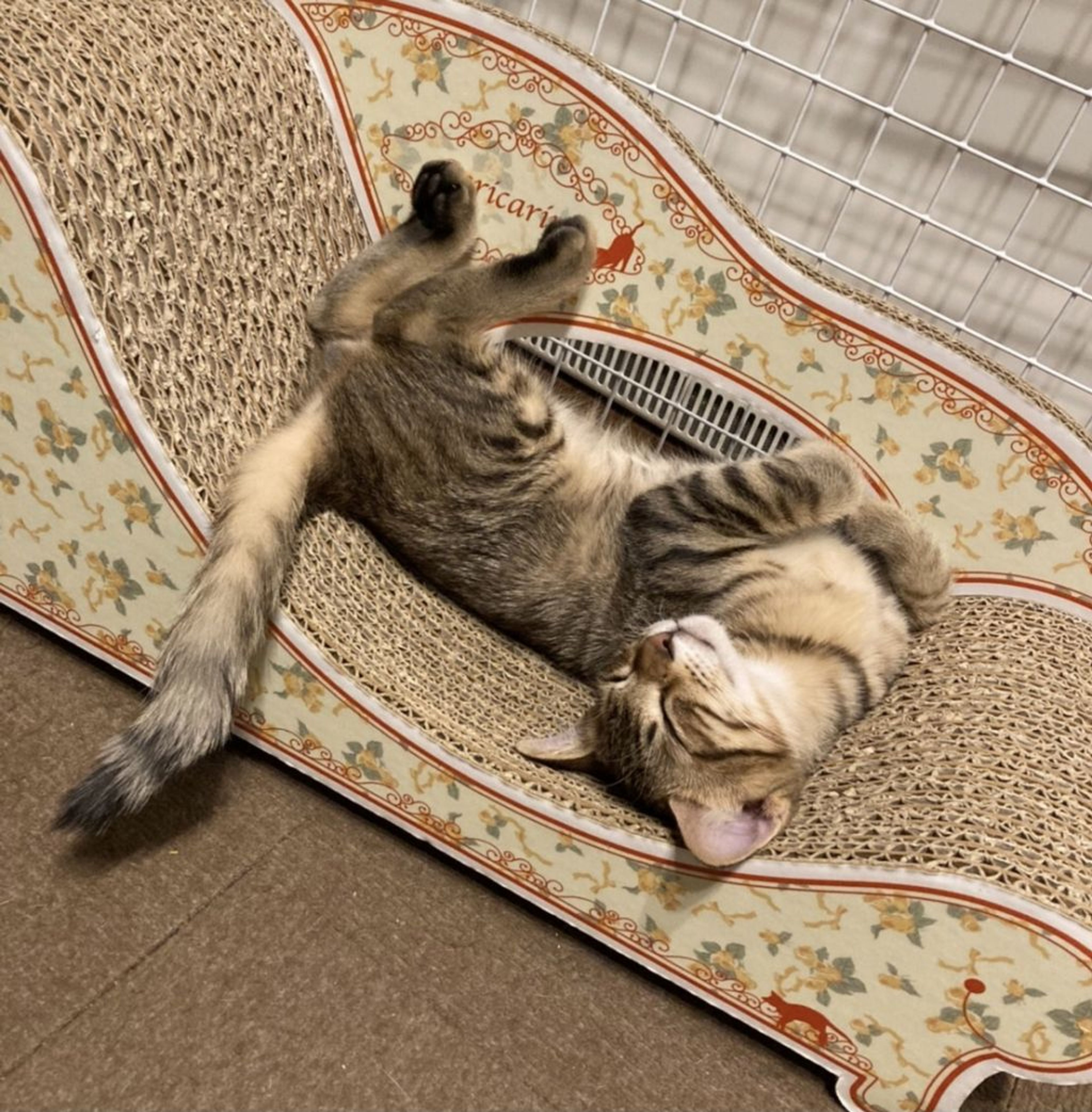 pet-image-5