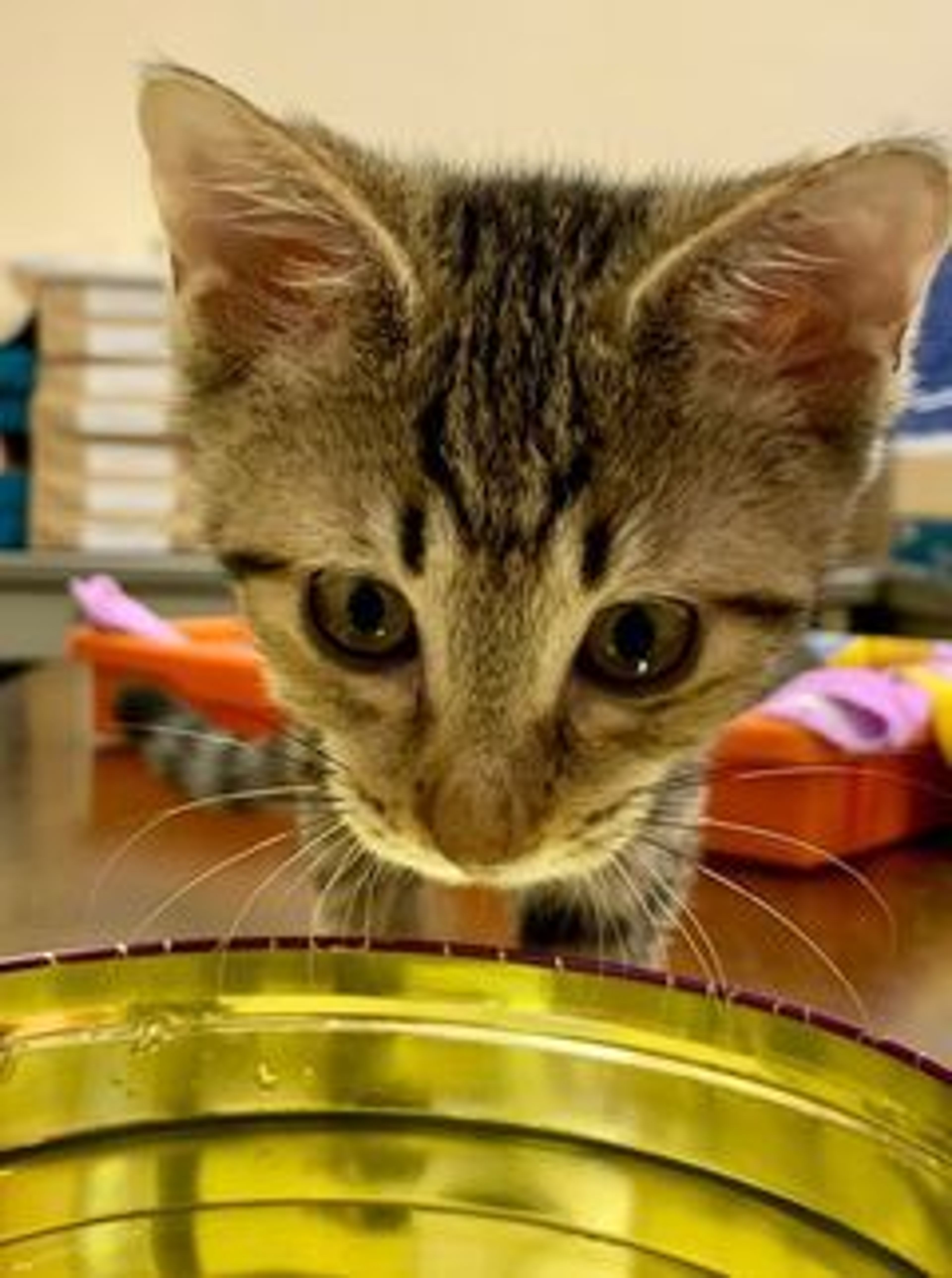 pet-image-3