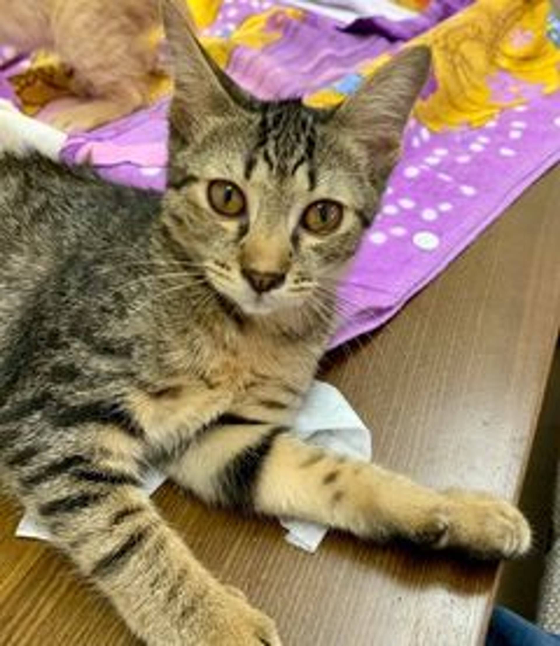 日本猫・メスの里親募集の写真