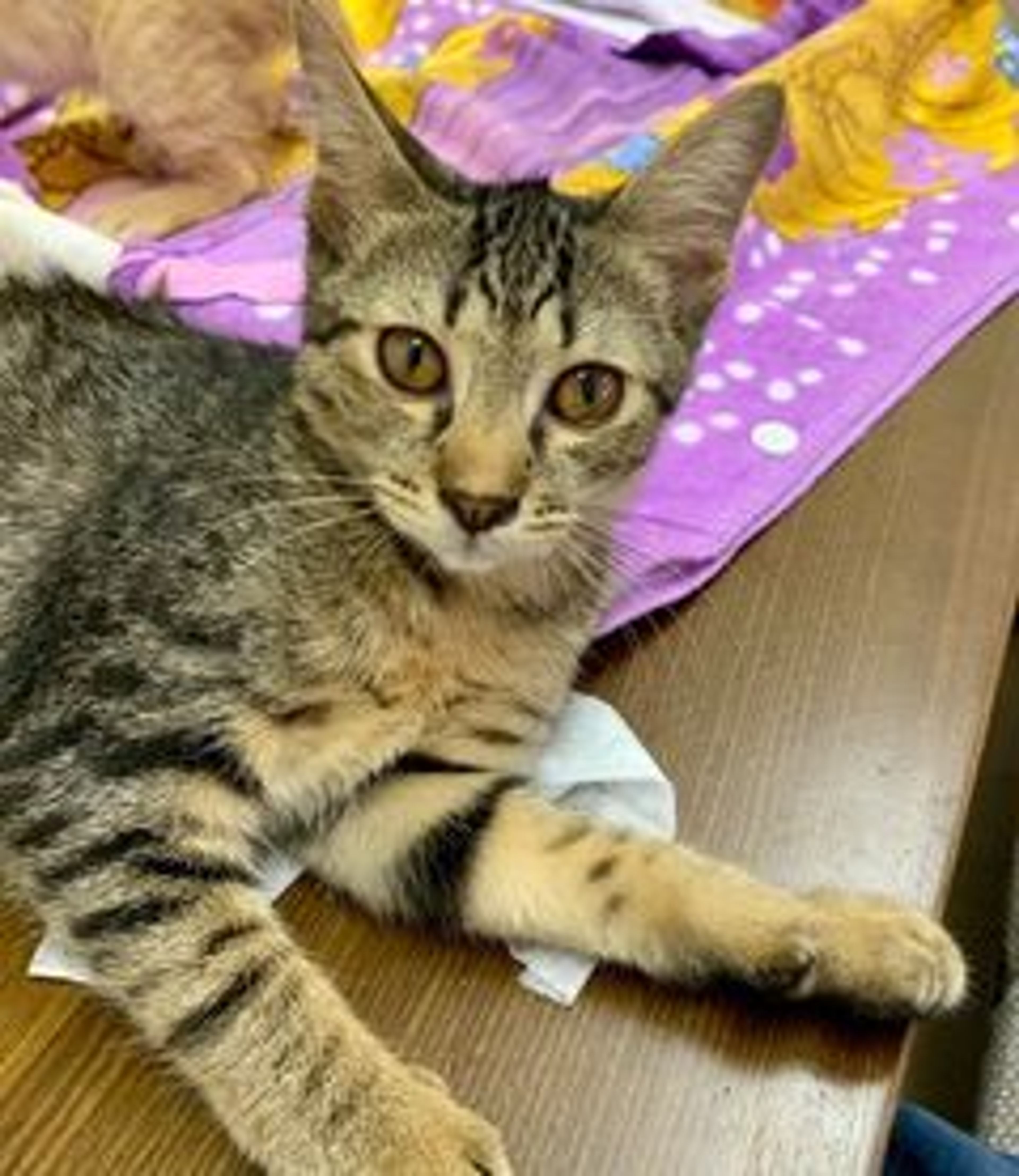 日本猫・メスの里親募集の写真