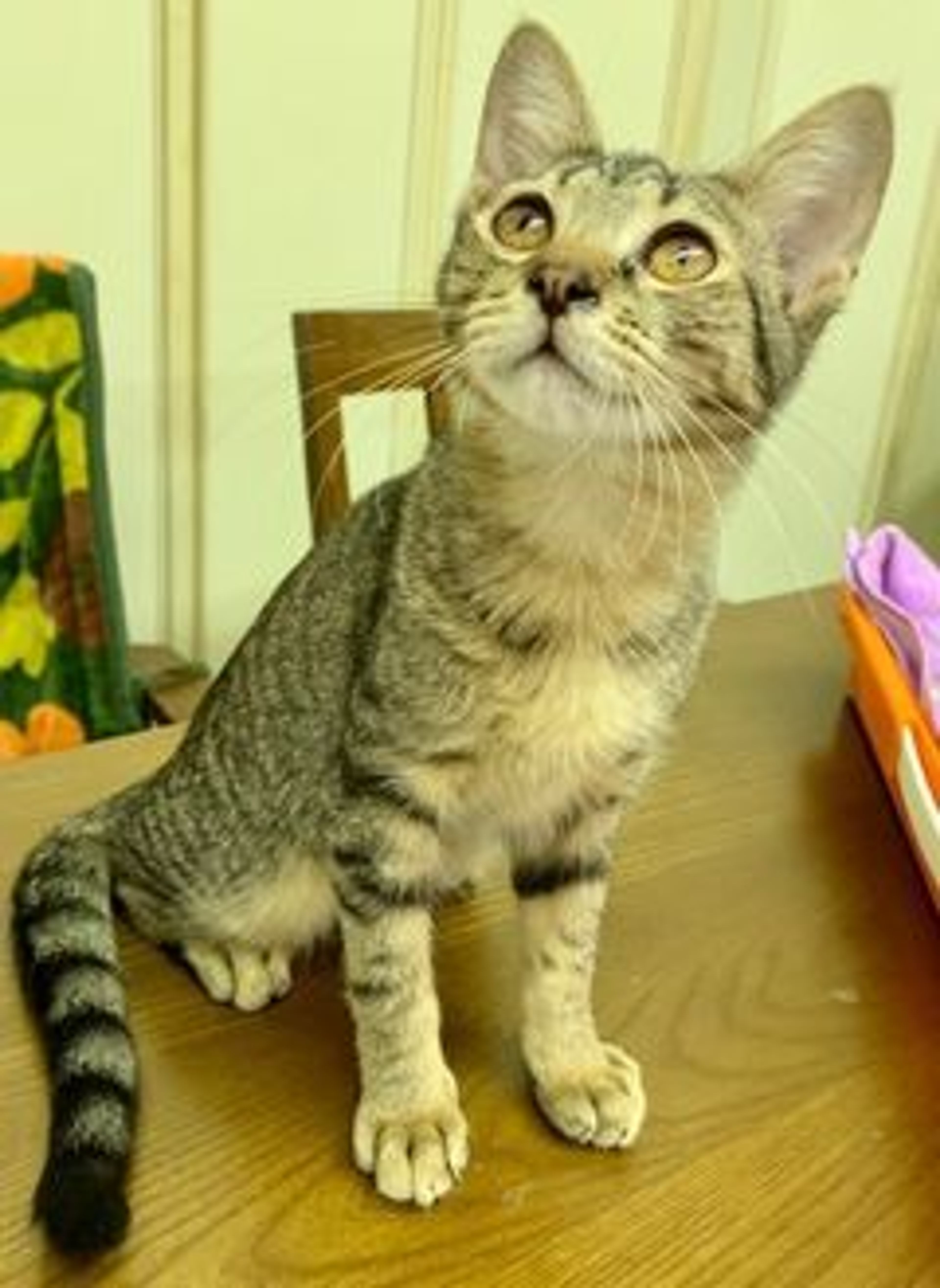 pet-image-2