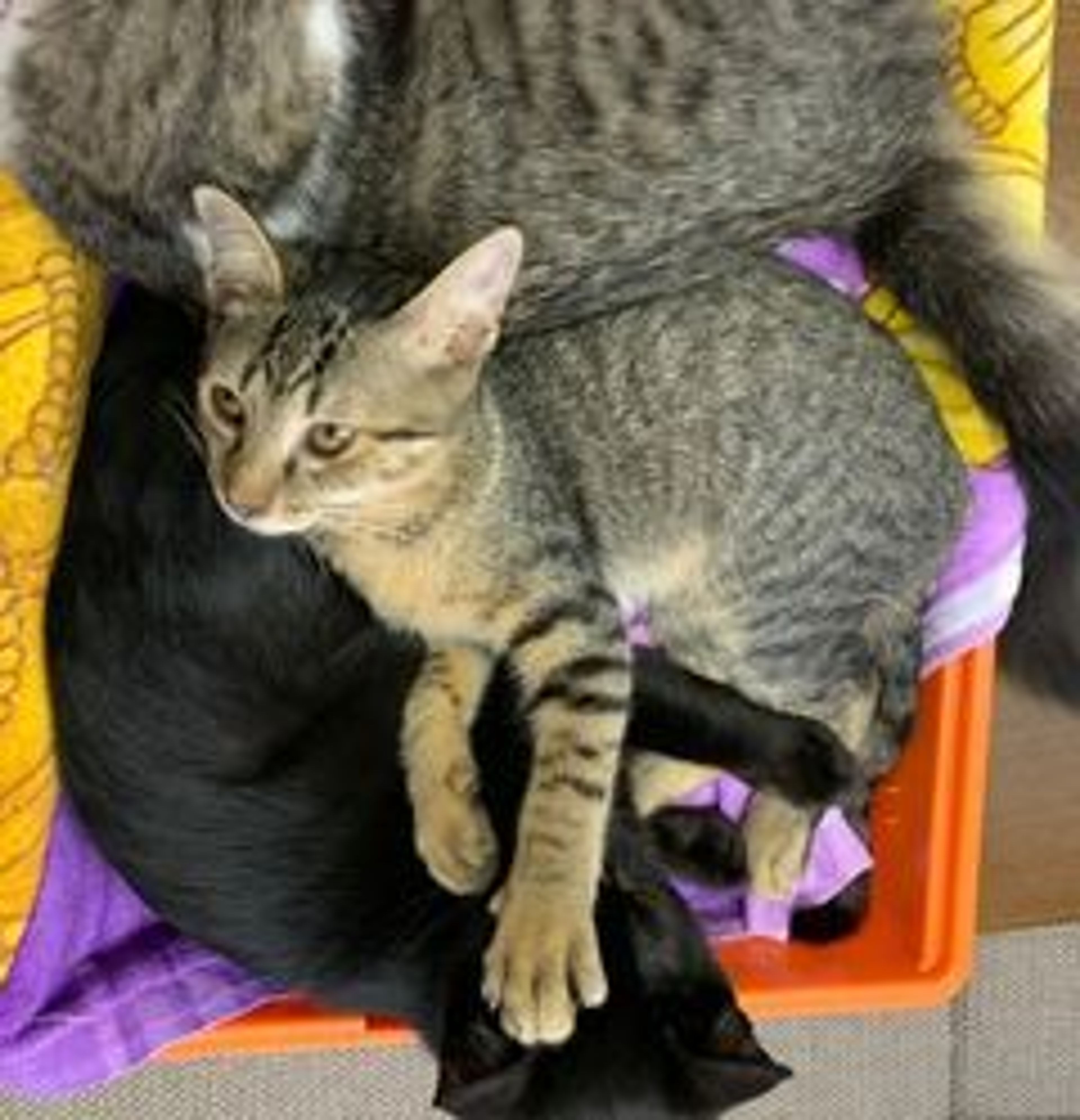 pet-image-3