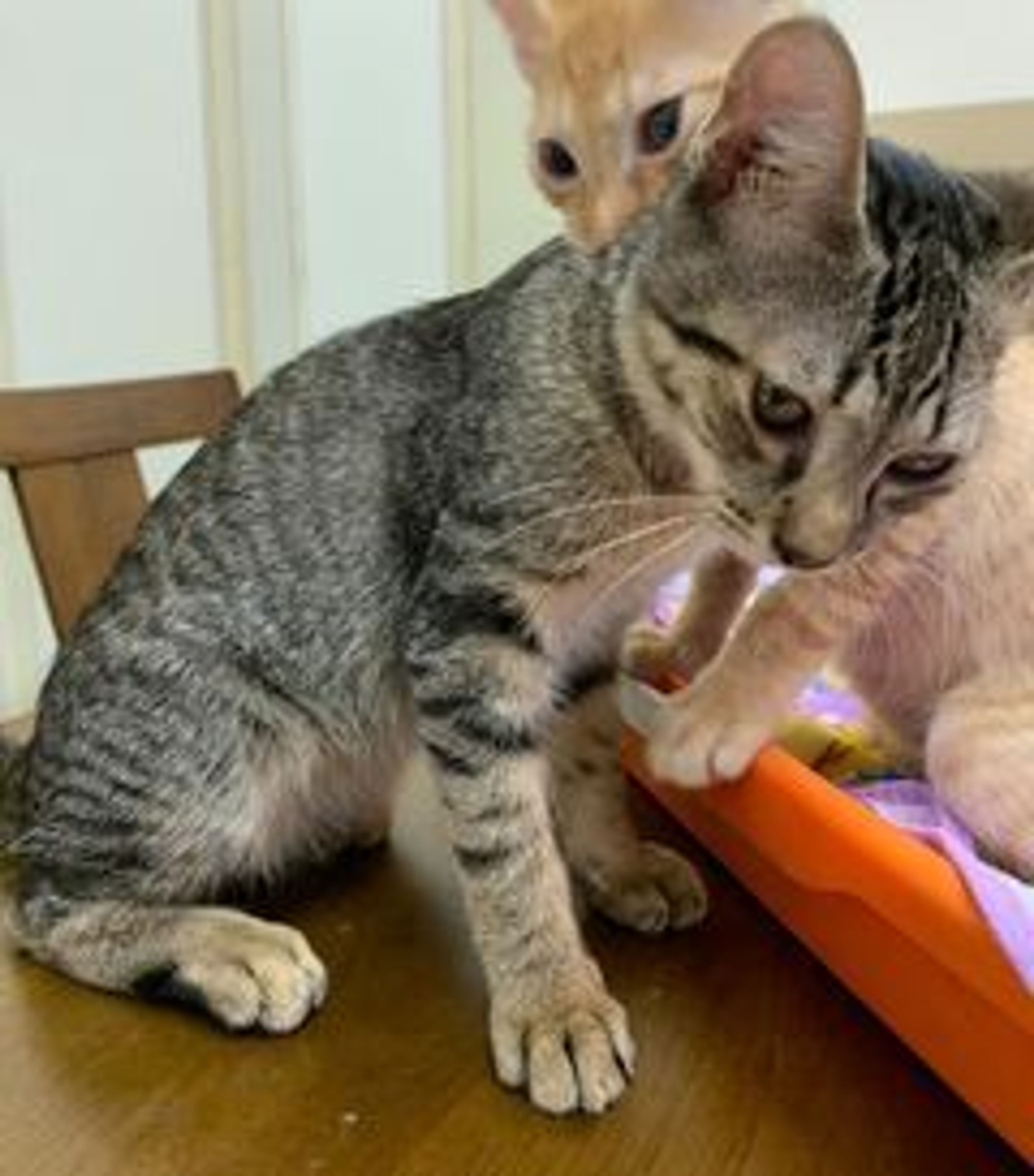pet-image-4