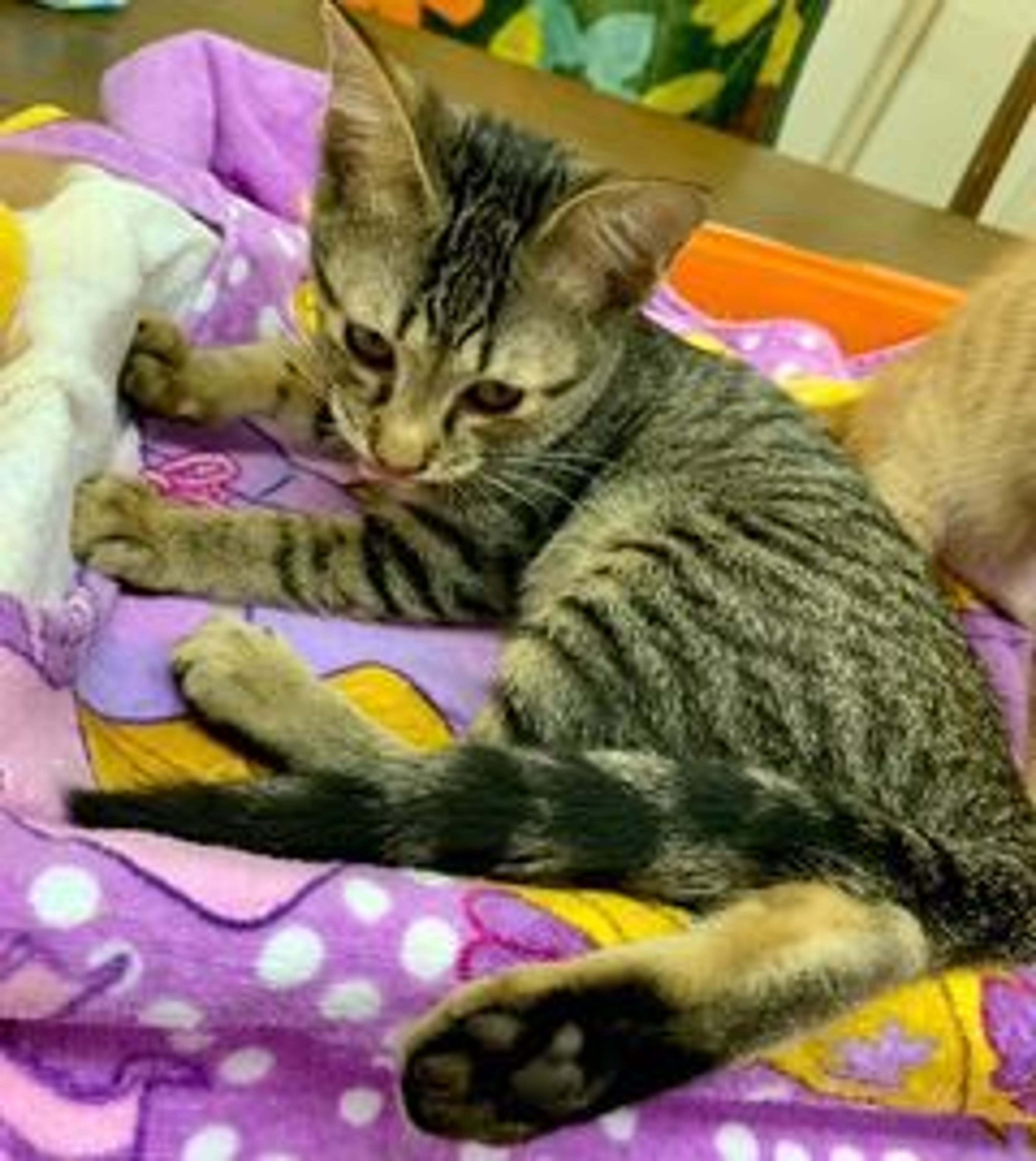 pet-image-5