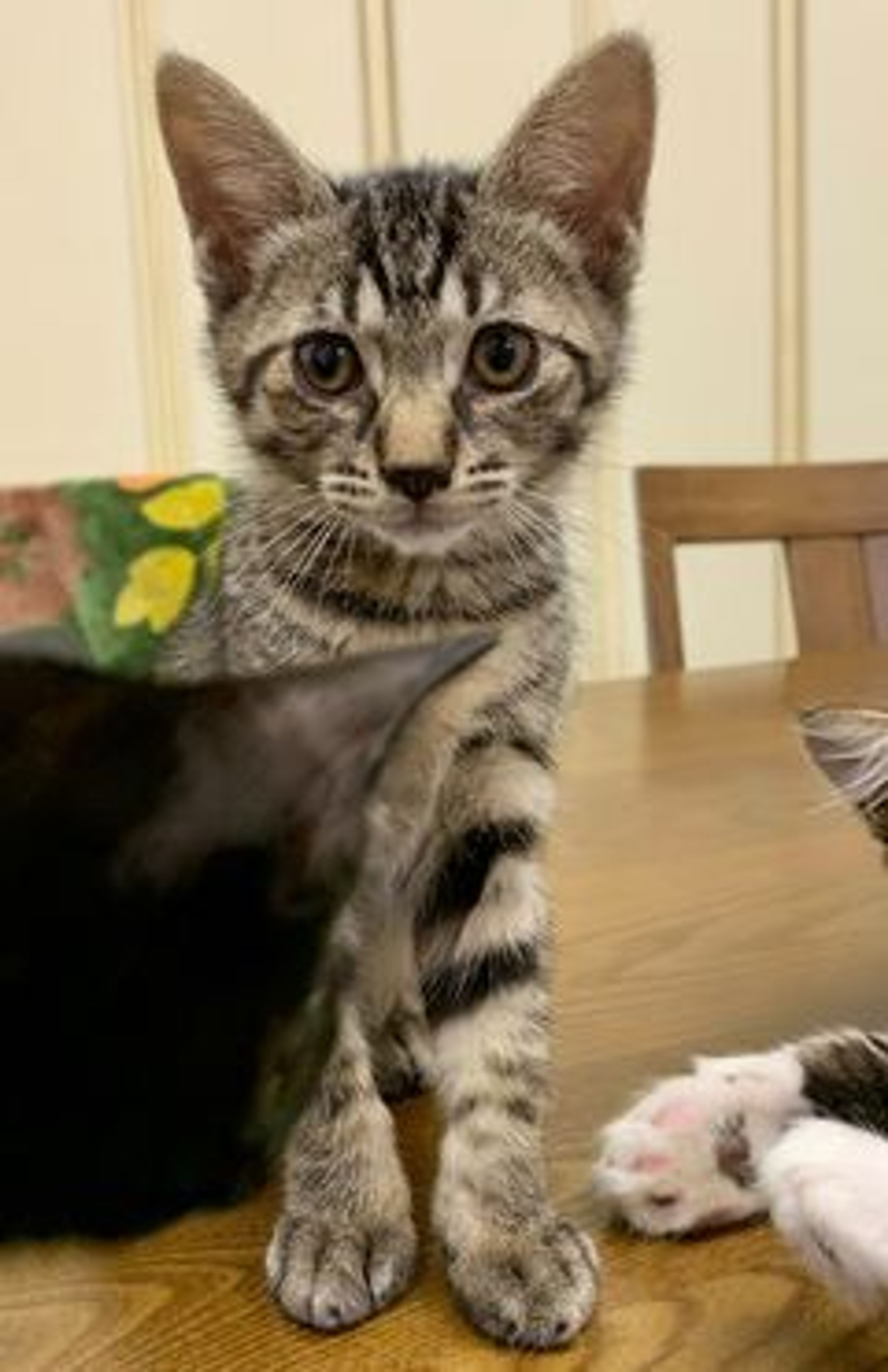 日本猫・オスの里親募集の写真