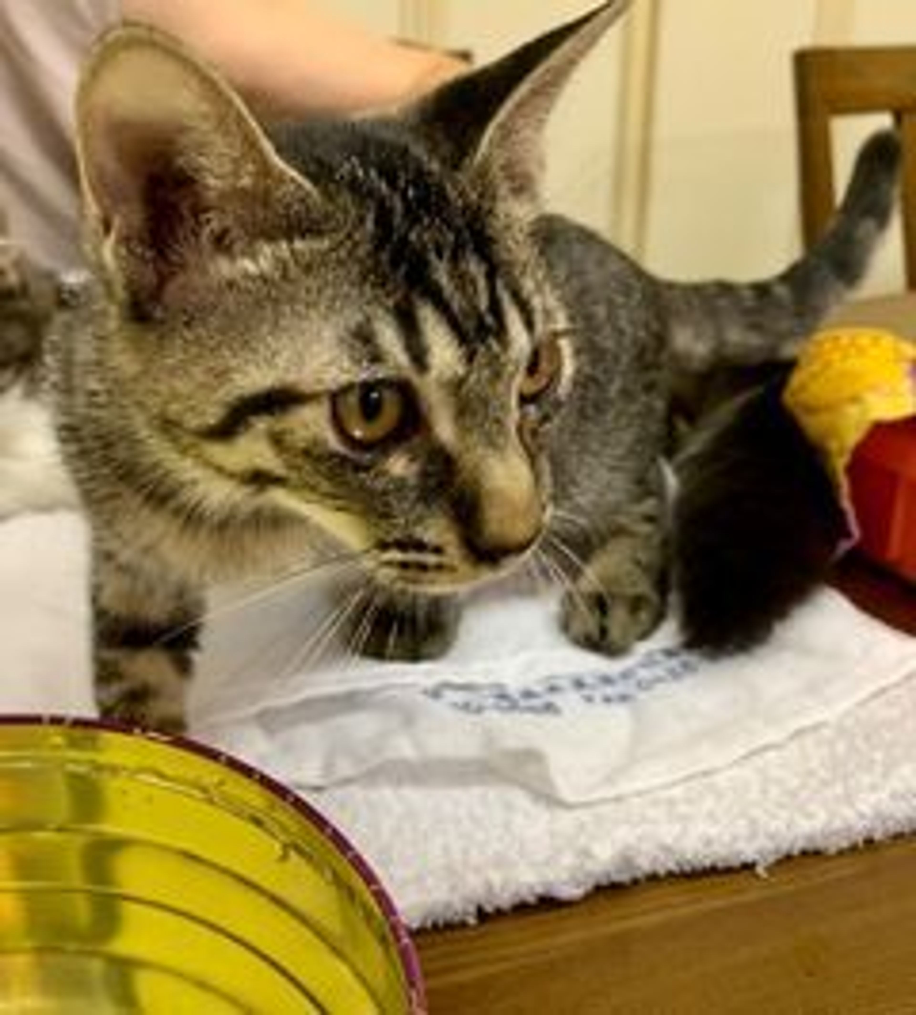 pet-image-3