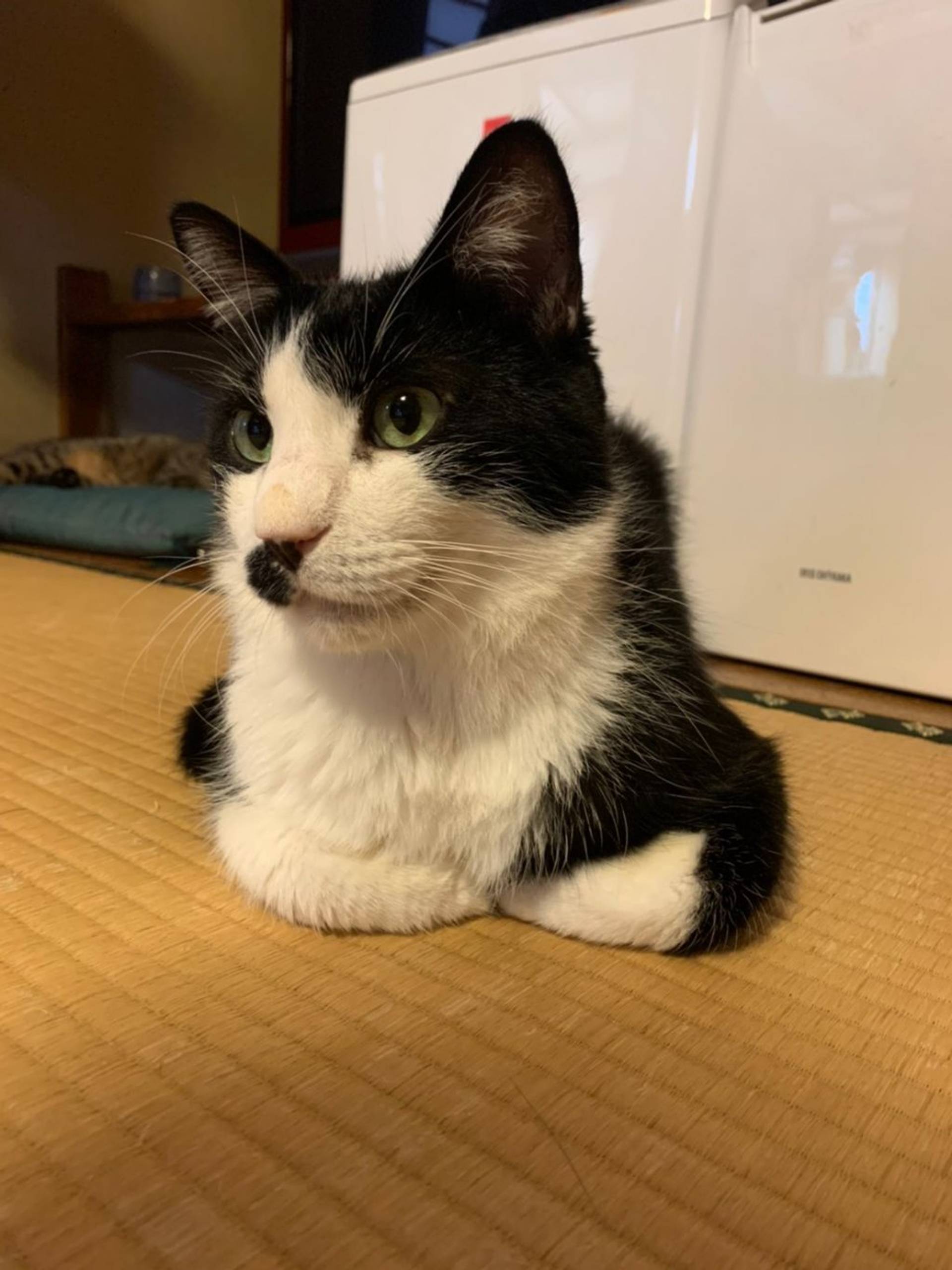 雑種（ミックス猫）・オスの里親募集の写真