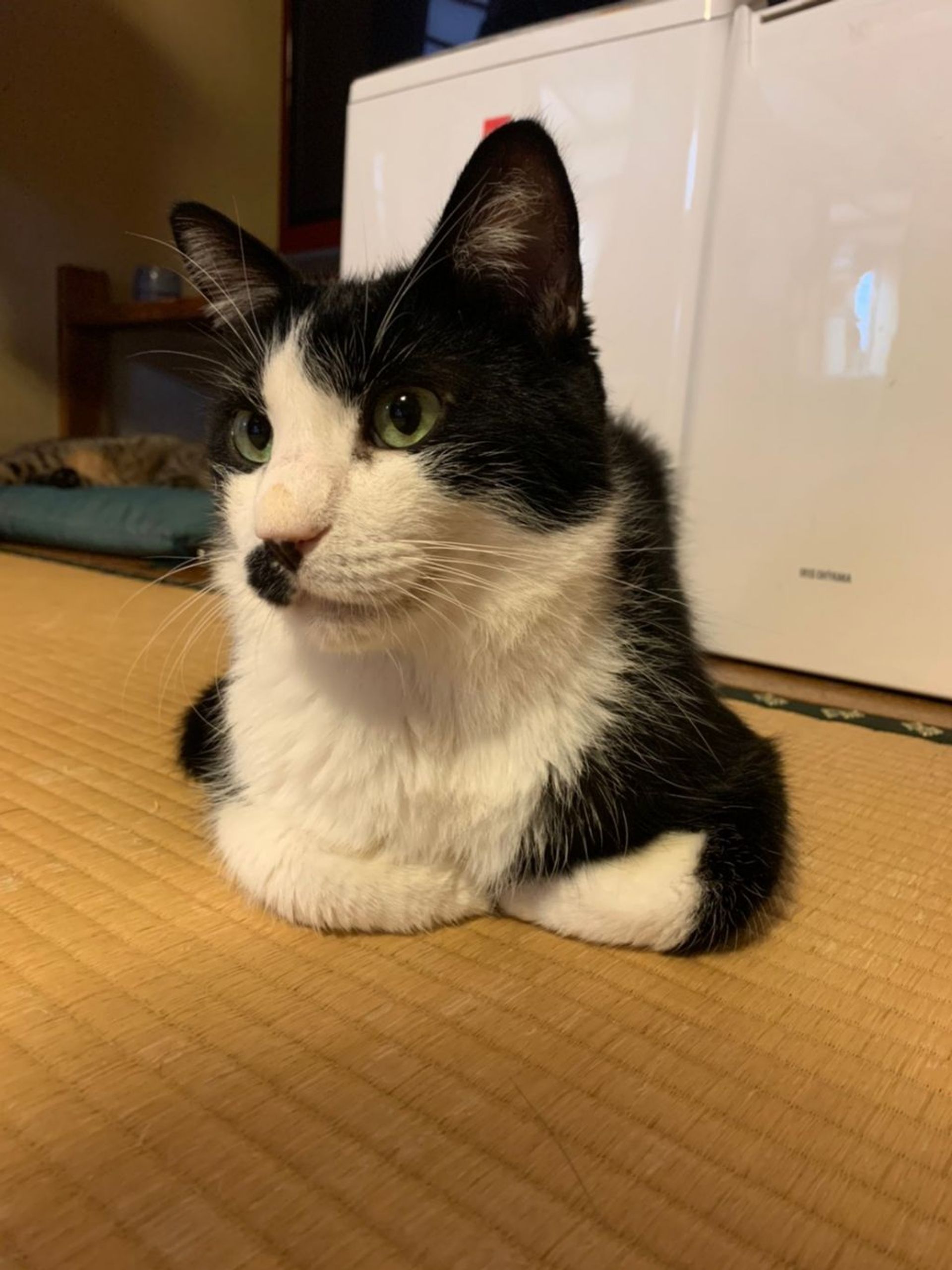 雑種（ミックス猫）・オスの里親募集の写真