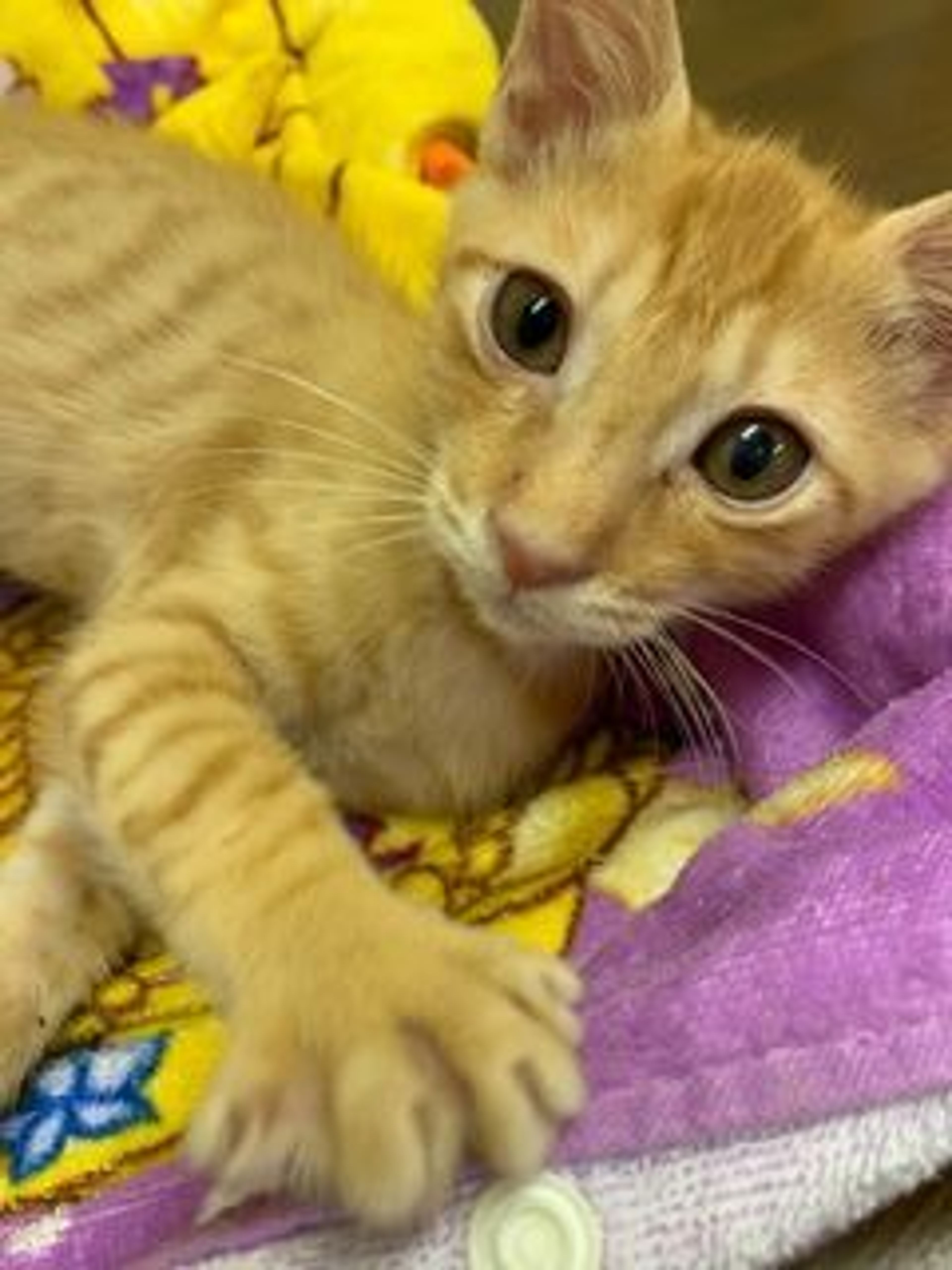 日本猫・オスの里親募集の写真