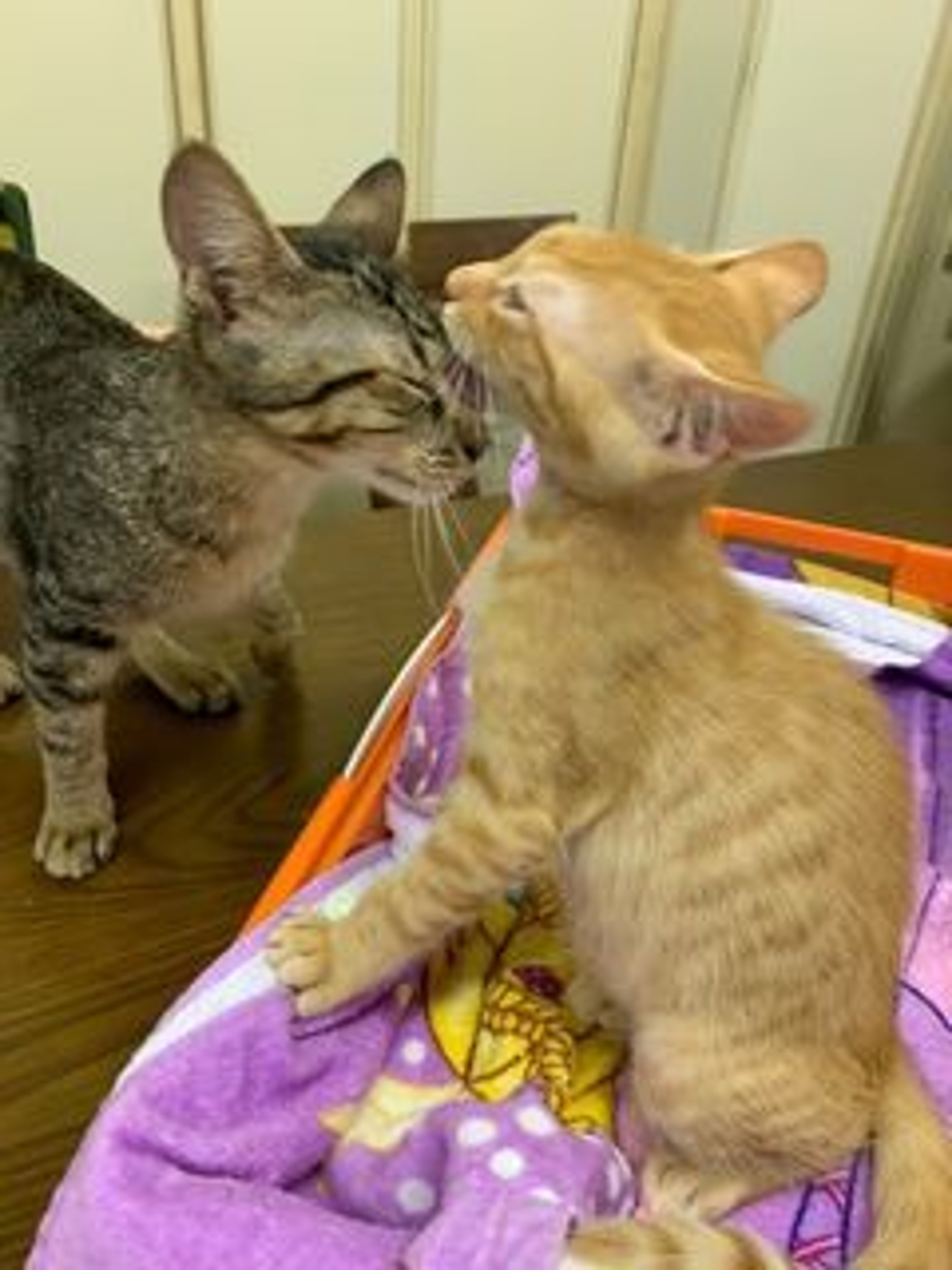 pet-image-3